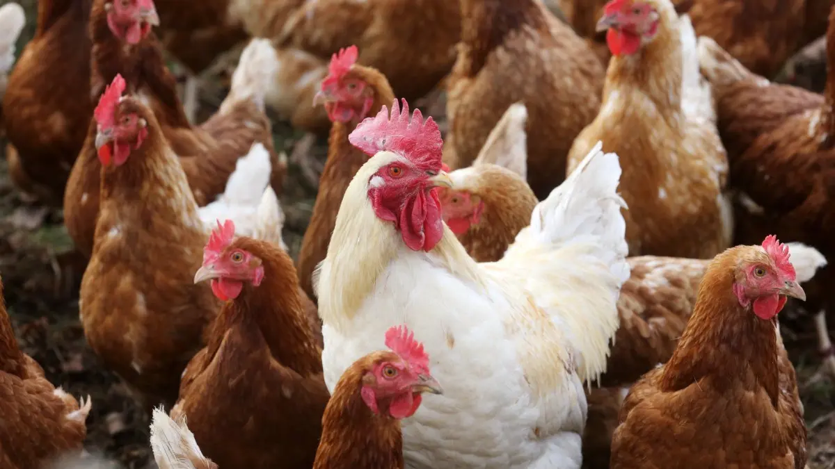 Nicht alle sind begeistert von dem geplanten Hühner-Domizil in Rot am See.
Freilandhühner laufen am 14.11.2016 am Niederrhein (Nordrhein-Westfalen) auf einem Biohof über die Weide. Ab dem 15.11.2016 soll in bestimmten Teilen Nordrhein-Westfalens wegen der Vogelgrippe eine Stallpflicht für Geflügel angeordnet werden. Foto: Roland Weihrauch/dpa Foto: Roland Weihrauch/dpa +++(c) dpa - Bildfunk+++ |, SWUM 10.02.2020