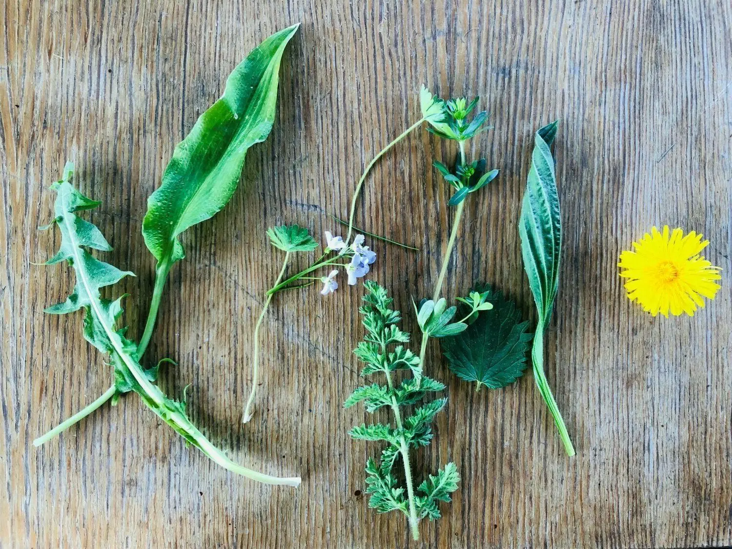 Im April wachsen in Baden-Württembergischen Gärten einige essbare und heilsame Wildpflanzen: Löwenzahn, Schafgarbe und Labkraut eignen sich beispielsweise gut zur Pesto-Herstellung.