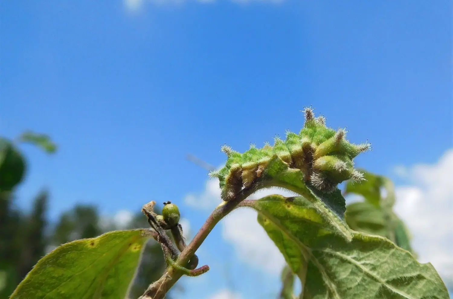 Eine ausgewachsene Raupe auf einem Ast.⇥