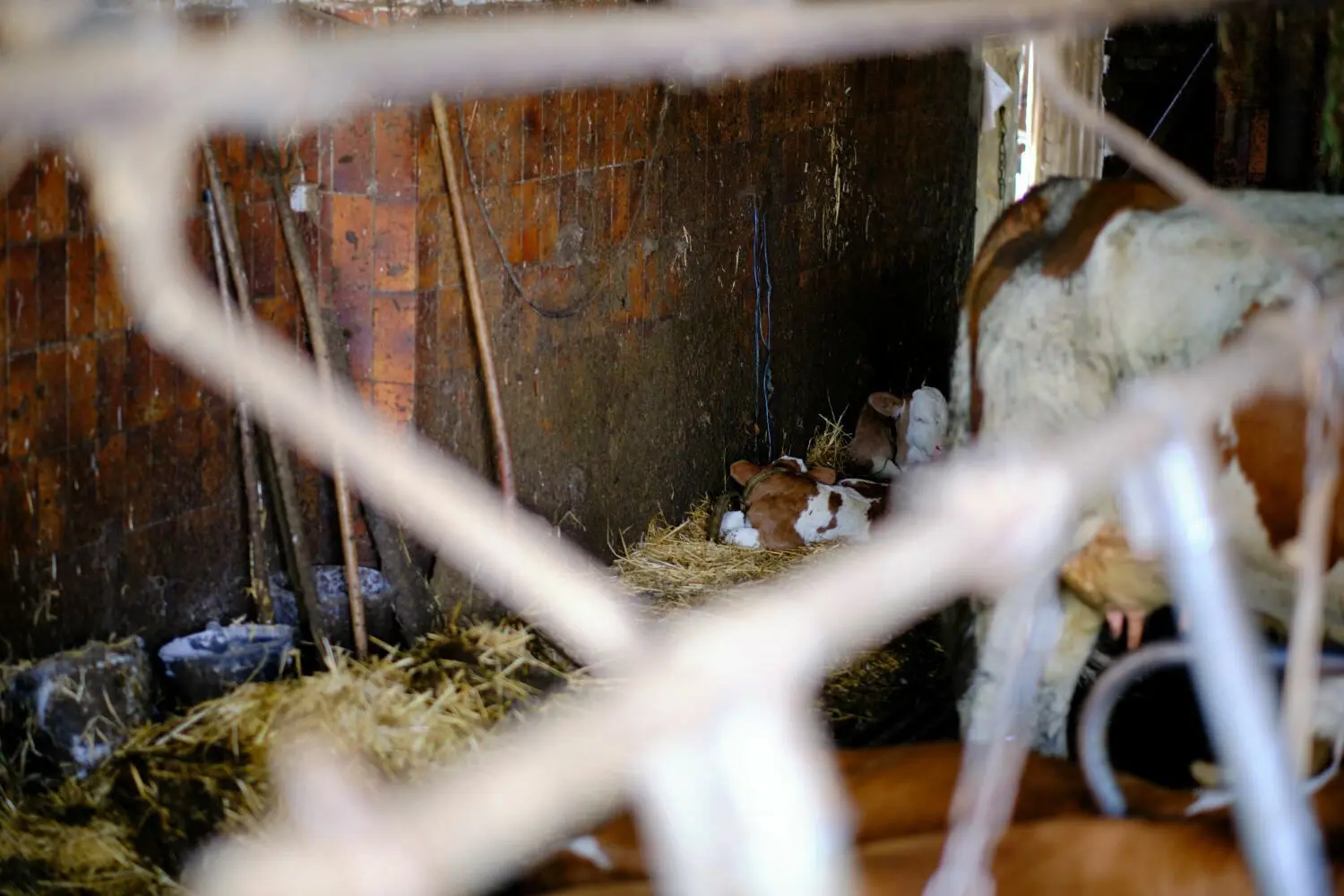 Fotos von Peta zu einem landwirtschaftlichen Betrieb im Landkreis Neu-Ulm: ganzjährige Anbindehaltung beim Rind sei Tierquälerei, sagt die Tierrechtsorganisation.