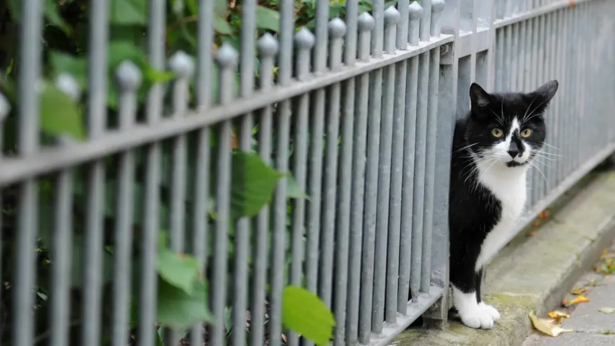 Nach neuer Verordnung müssen freilaufende Katzen dringend kastriert und gechipt sein. Kommt eine solche Verordnung auch auf Katzen-Halter in Brandenburg zu?
ARCHIV - Eine Katze blickt am 14.07.2011 in Hamburg neugierig durch einen Gartenzaun. Katzen streunen gerne draußen herum. Freilaufende Haustiere müssen noch nicht einmal wildern, um für geschützte Arten zum Problem zu werden. Jäger und Naturschützer hoffen auf mehr Verantwortung der Besitzer. (zu dpa "Streunende Tiere: Jäger und Naturschützer sehen Besitzer in der Pflicht" am 24.11.2017) Foto: Angelika Warmuth/dpa +++ dpa-Bildfunk +++