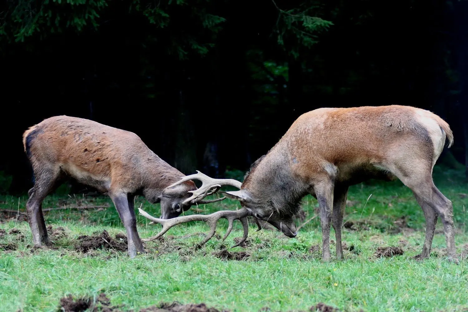 Im Hirsch-Gehege geht es oft, aber nicht immer friedlich zu.⇥