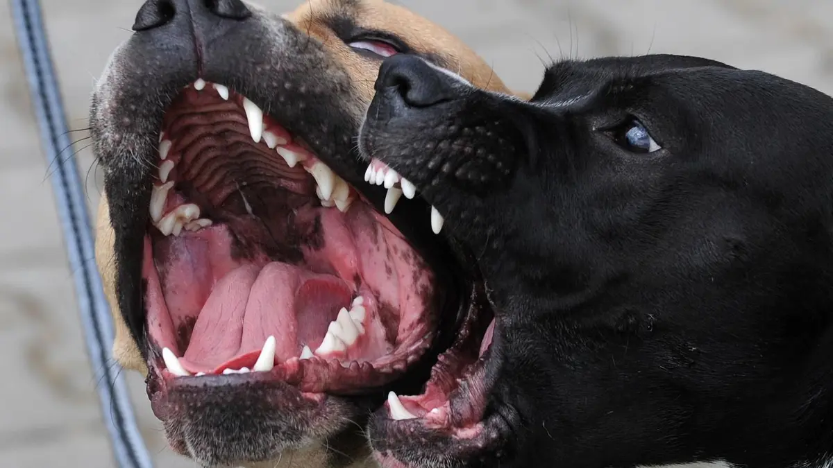Kampfhunde haben einen Jugendlichen schwer verletzt.
Pitbull dogs bark during the Prague Pitbull show on June 19, 2010 in the capital city. AFP PHOTO /MICHAL CIZEK