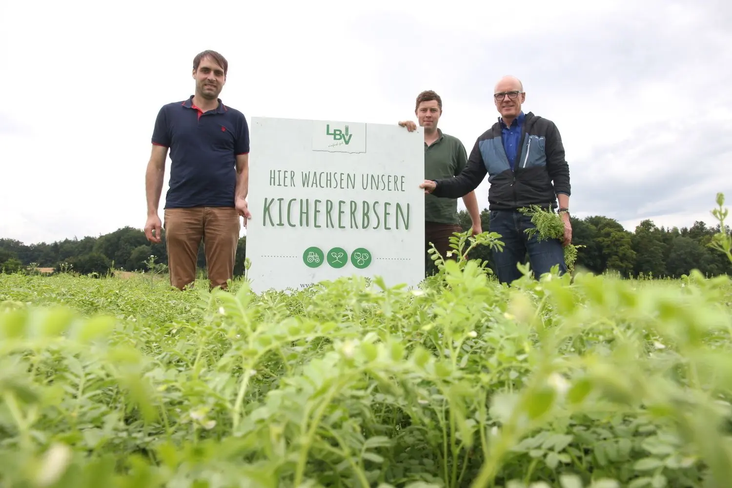 „Mal was Neues ausprobieren“: LBV-Geschäftsführer Andreas Rohr (rechts) und Mitarbeiter Martin Gerlinger auf dem 2,5 Hektar großen Kichererbsen-Feld von Moritz Herrmann (Mitte) bei Wolfskreut.