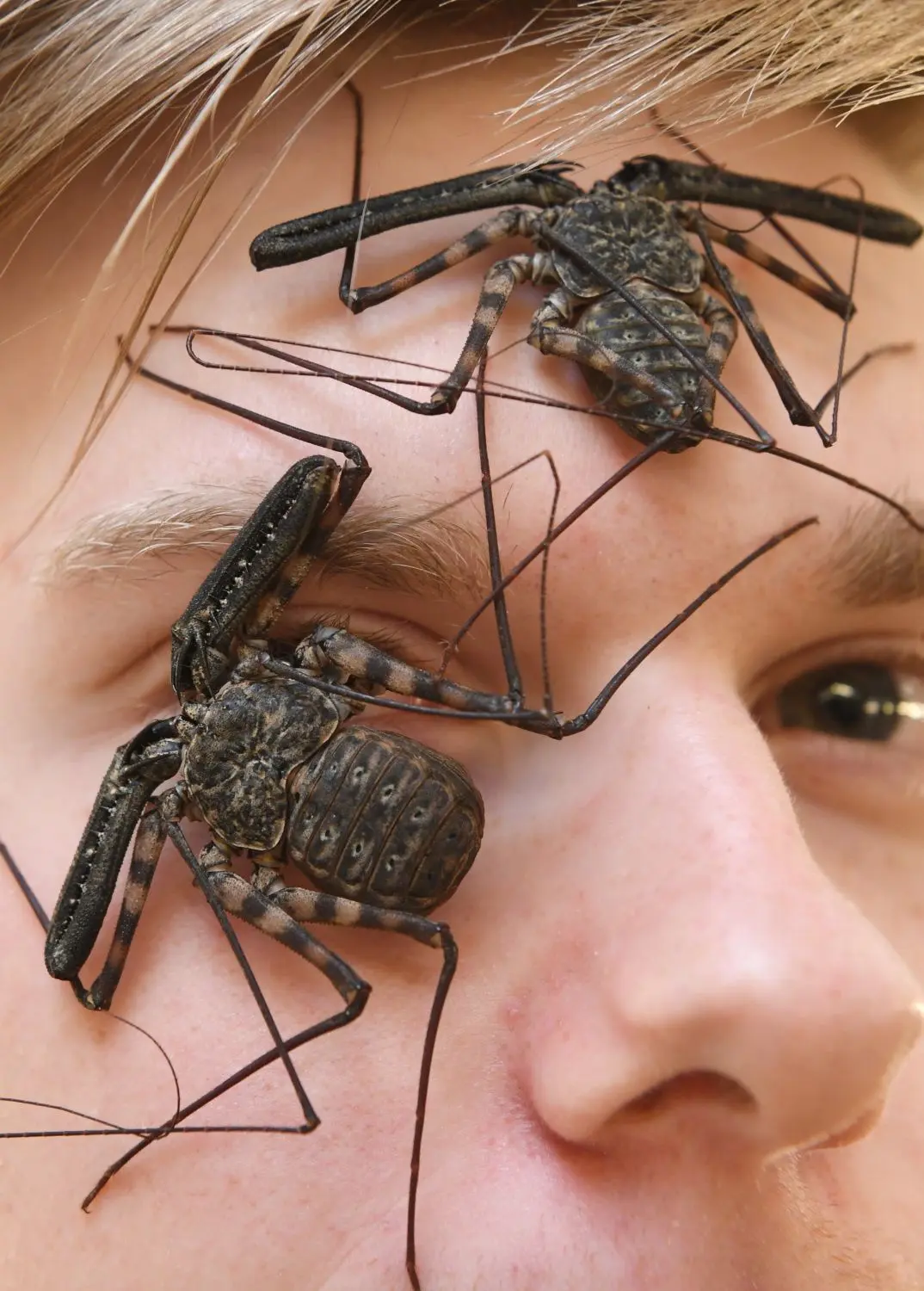 Insektenzüchter Adrian Kozakiewicz ist ein Internet-Star