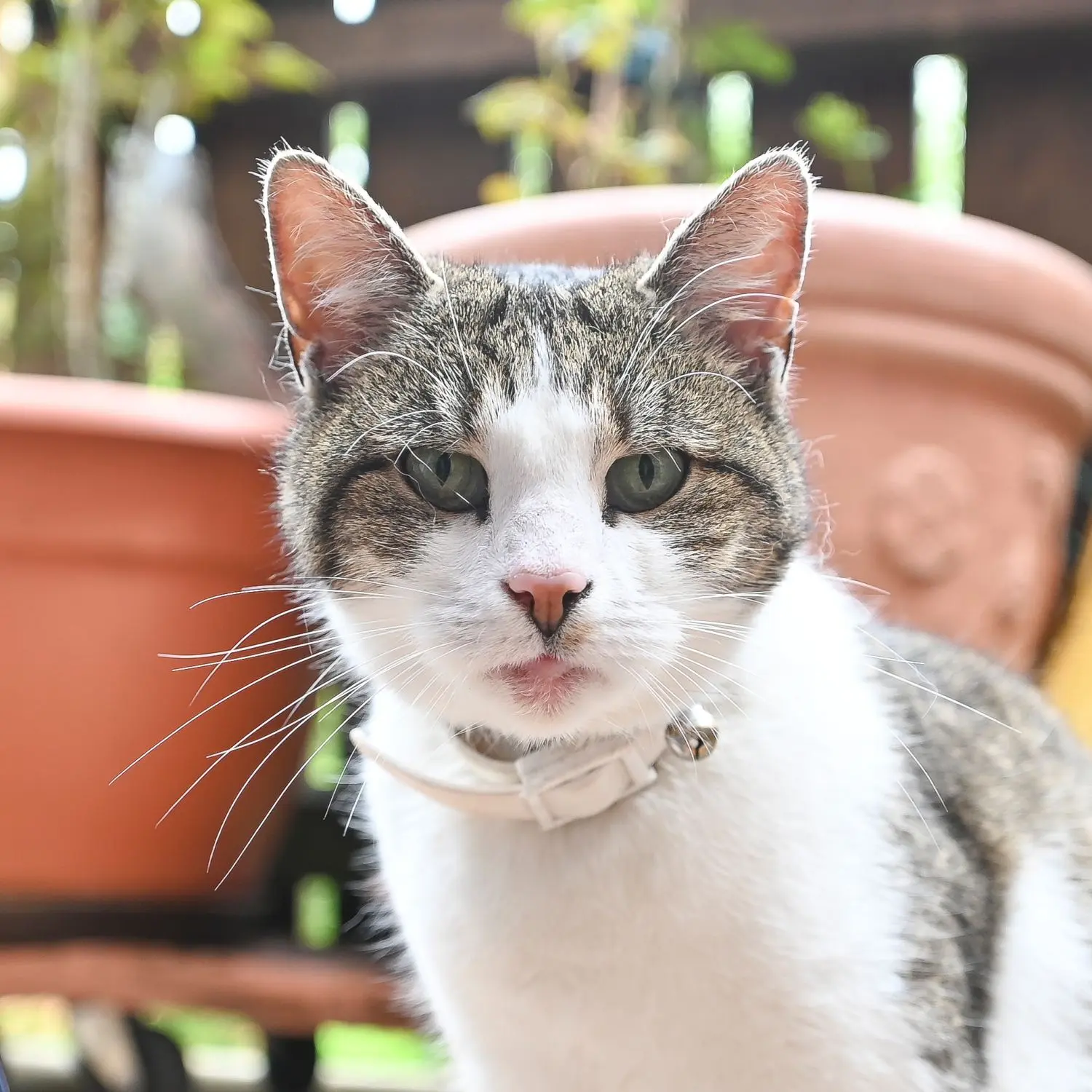 Tiefer Blick aus grünblauen Augen: Katze Mola.