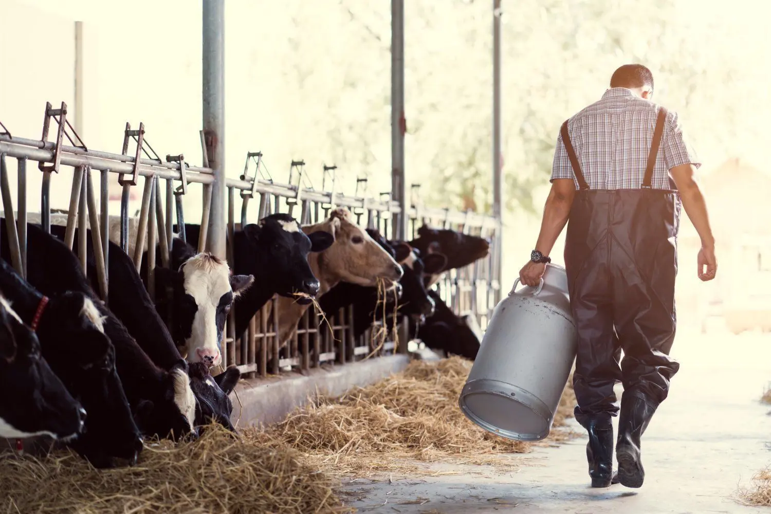 Auch in der Region geben immer mehr Landwirte auf – weil sie keinen Nachfolger haben oder auch weil ihnen die Sicherheit fehlt.