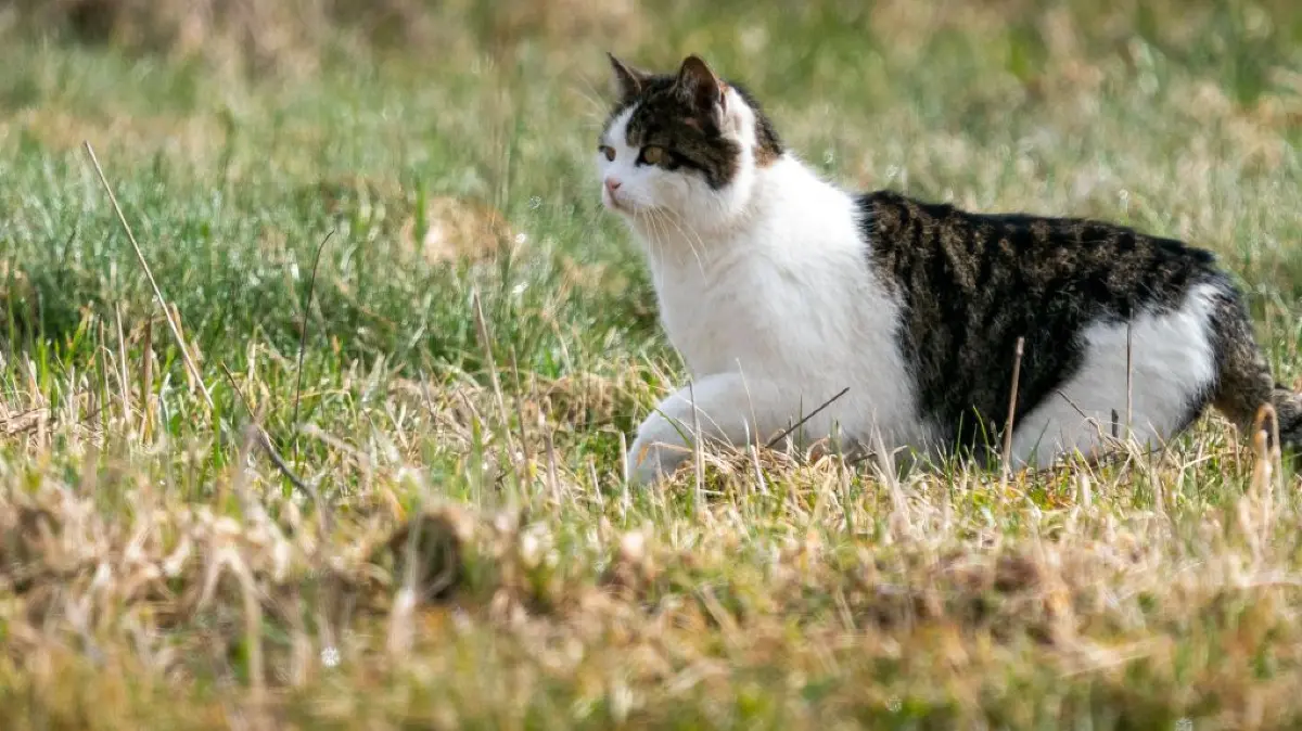 Katzen gehören zum Landleben dazu. In Altheim gibt es derzeit jedoch sehr viele wilde Tiere.
Ein kleiner Augenblick im Leben eines kleinen Lokalfotografen.