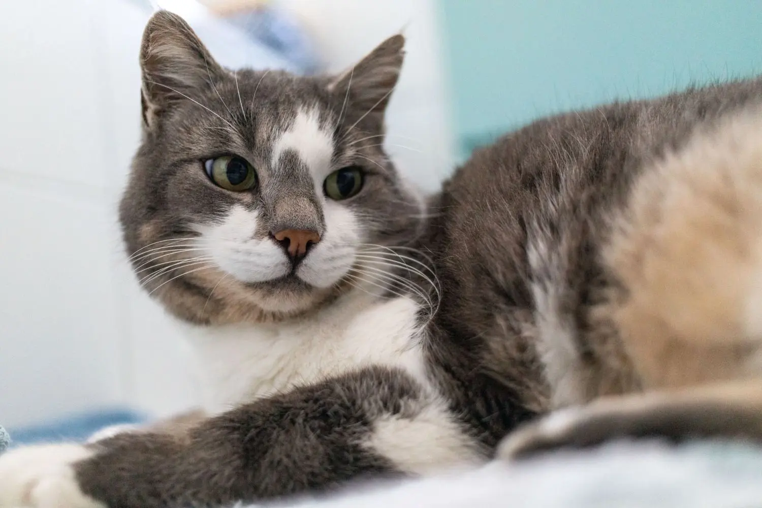 Kater Timmy erfreut sich bester Gesundheit. Aber irgendwann kommt der Zeitpunkt, an dem man von seinem geliebten Haustier Abschied nehmen muss.
