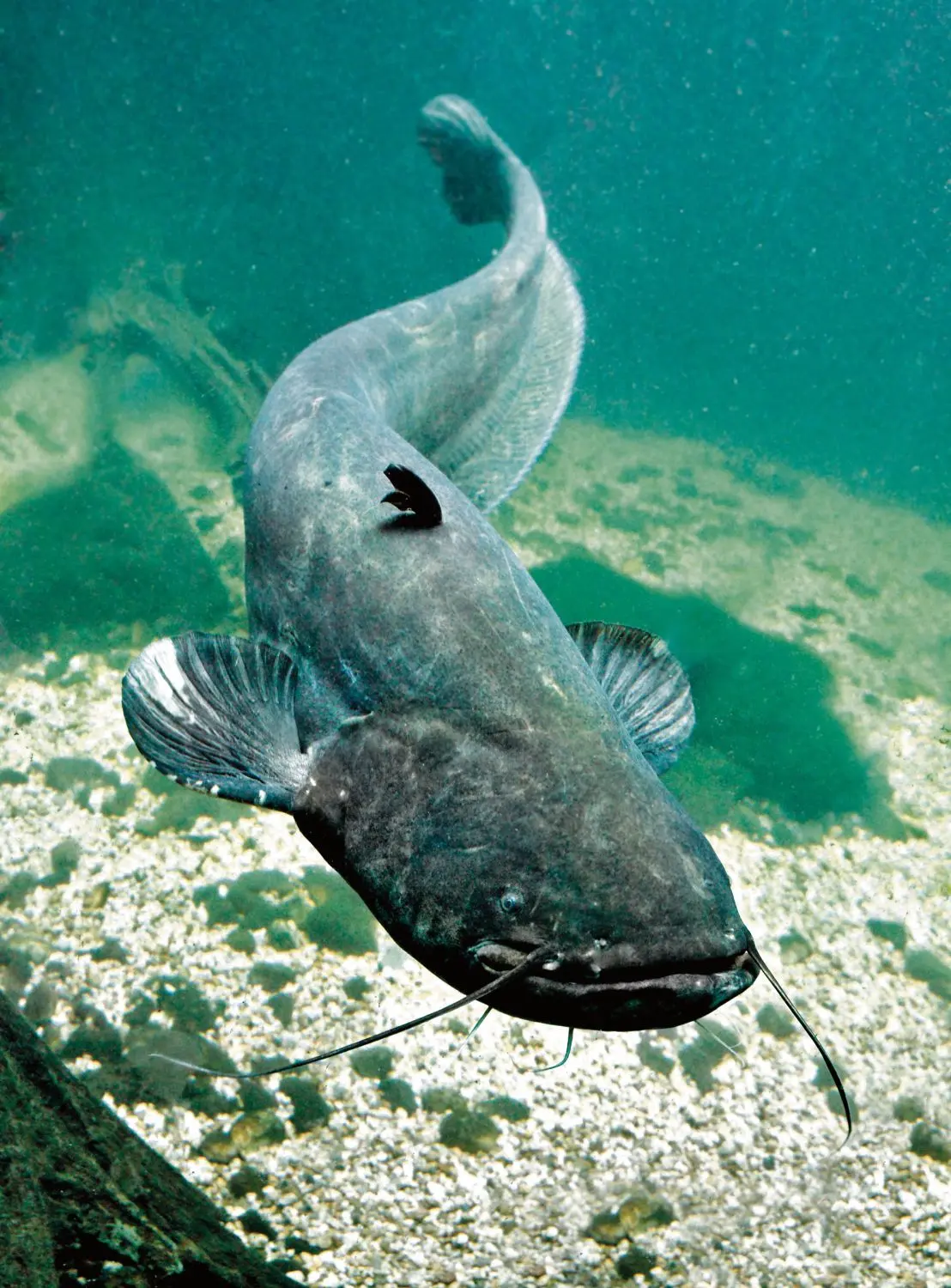 Welse sind Raubfische und hören ihr ganzes Leben nicht auf zu wachsen.