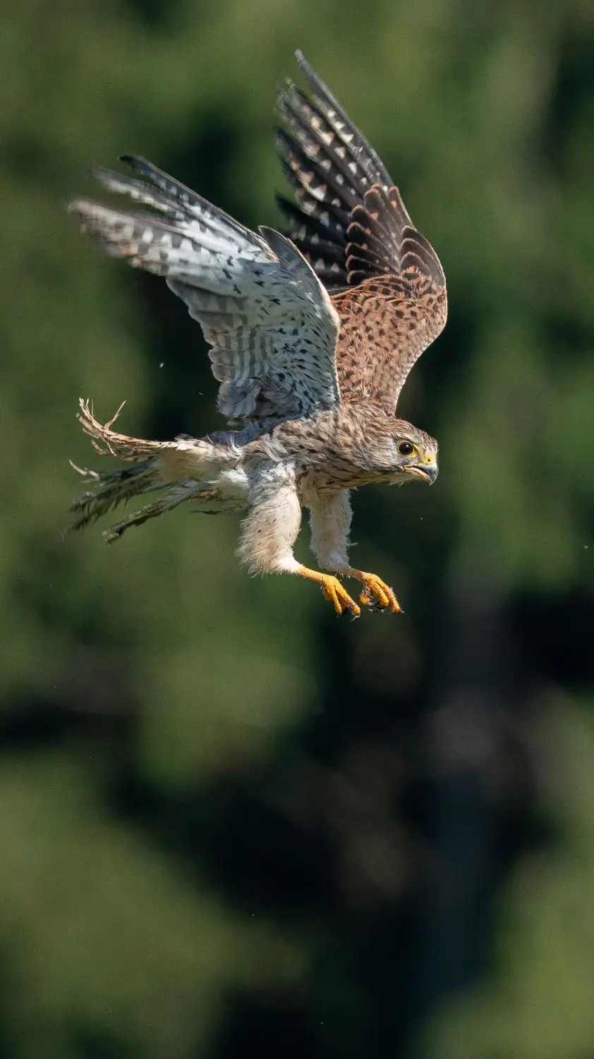 Er fliegt ein kurzes Stück.
