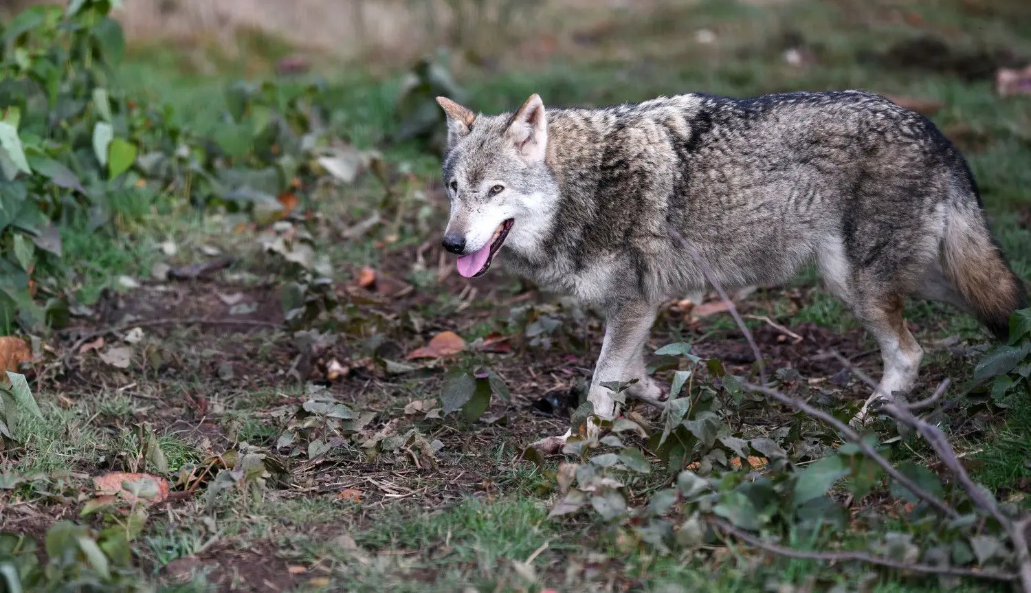 Wenn der Wolf auf der Bildfläche erscheint, stellt sich beim Menschen ein „Gefühl von Ordnungsverlust“ ein. Das Tier im Bild wurde aufgenommen im Alternativen Wolf- und Bärenpark Schwarzwald.⇥