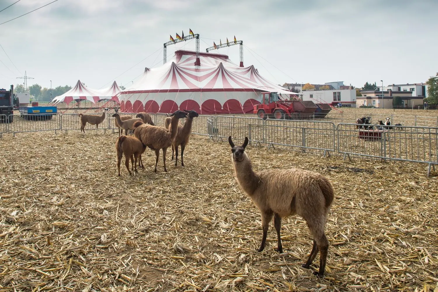 Am Donnerstag ist Premiere im Neu-Ulmer Stadtteil Offenhausen. Cirkus Barnum gibt dort seine erste Vorstellung. Premiere hat auch der entsprechende Acker als Veranstaltungsplatz.r