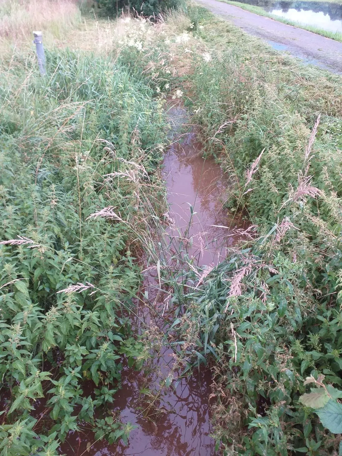 Betroffene Anwohner fordern, dass der Riegraben besser gepflegt wird, damit das Wasser dort auch fließen kann.
