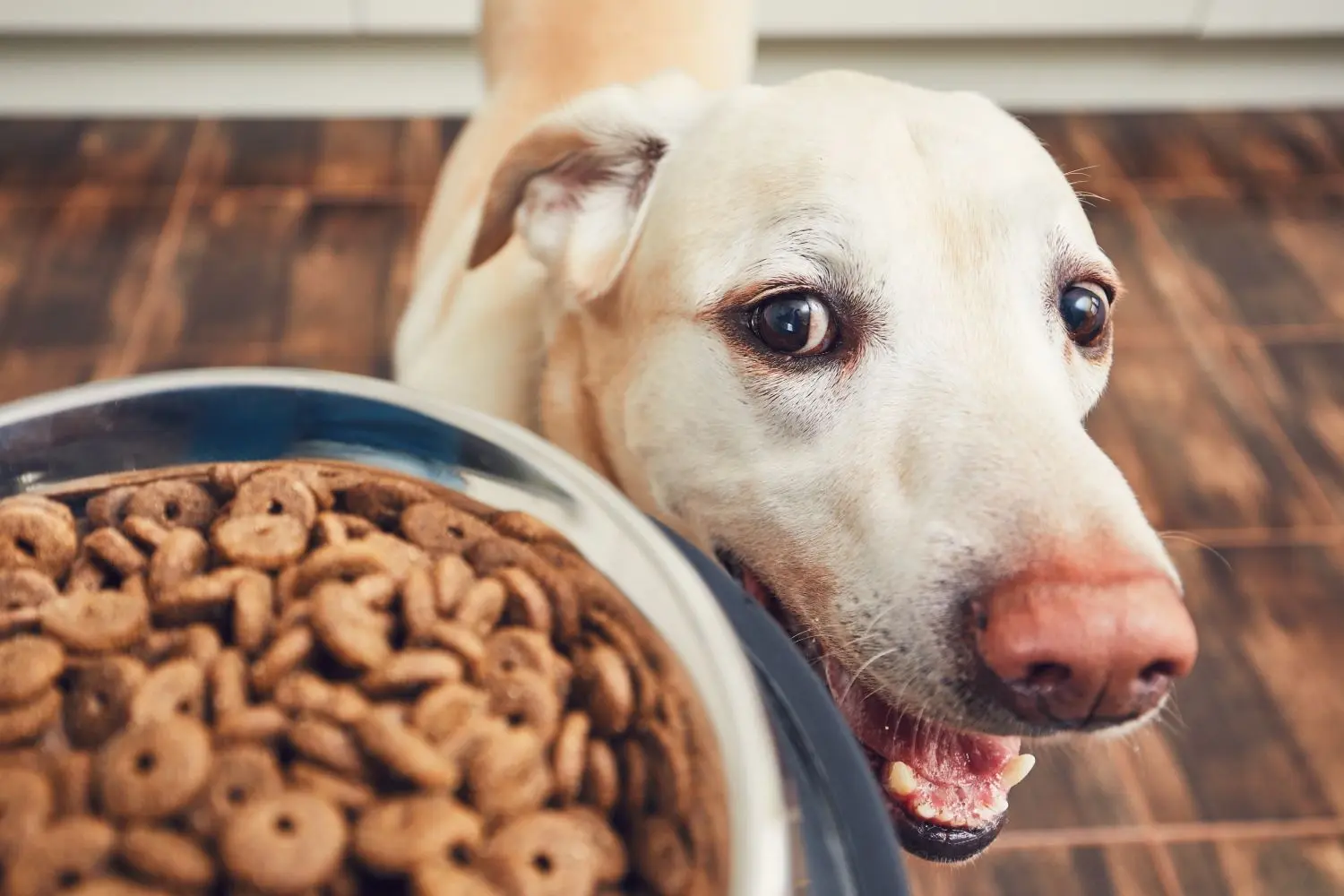 Tiernahrung im Test: In Futter fr Senioren-Hunde fehlen wichtige  Nhrstoffe | swp.de