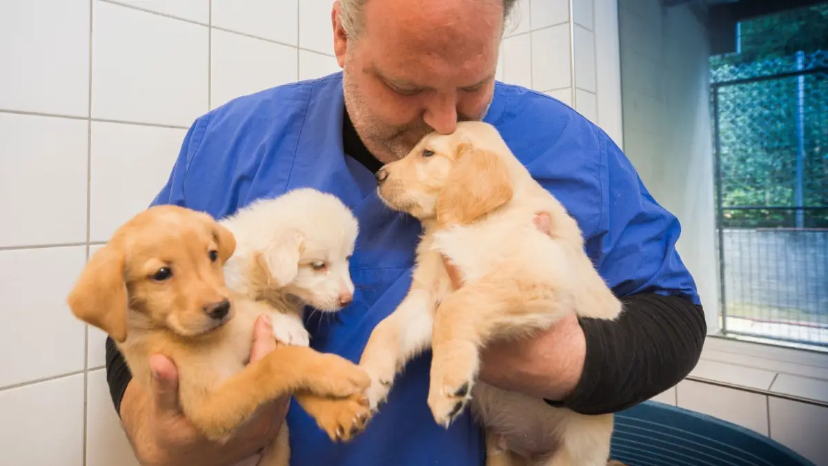 Das Ulmer Tierheim würde am liebsten gar keine beschlagnahmten Hunde mehr aufnehmen.
7 Welpen aufgenommen Tierheim Ulm