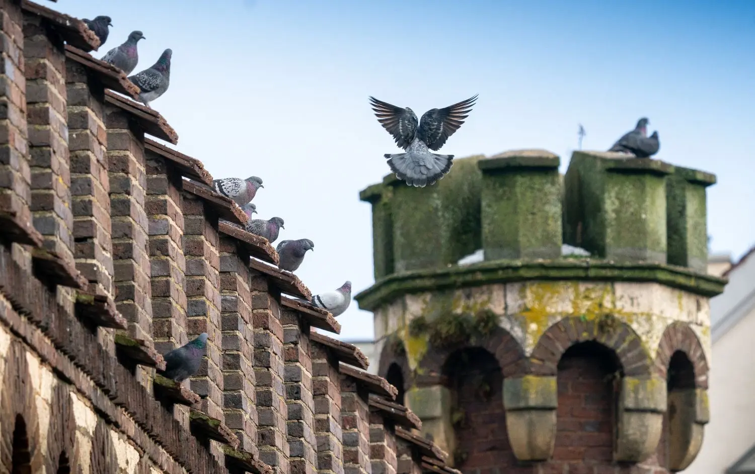 Steingebäude ziehen sie schier magisch an: Das Ehinger Tor ist einer der bevorzugten Orte der Ulmer Stadttauben. ⇥Foto: