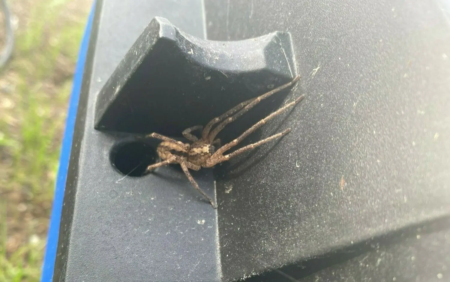 Die giftige Nosferatu-Spinne in Albershausen bei Göppingen.