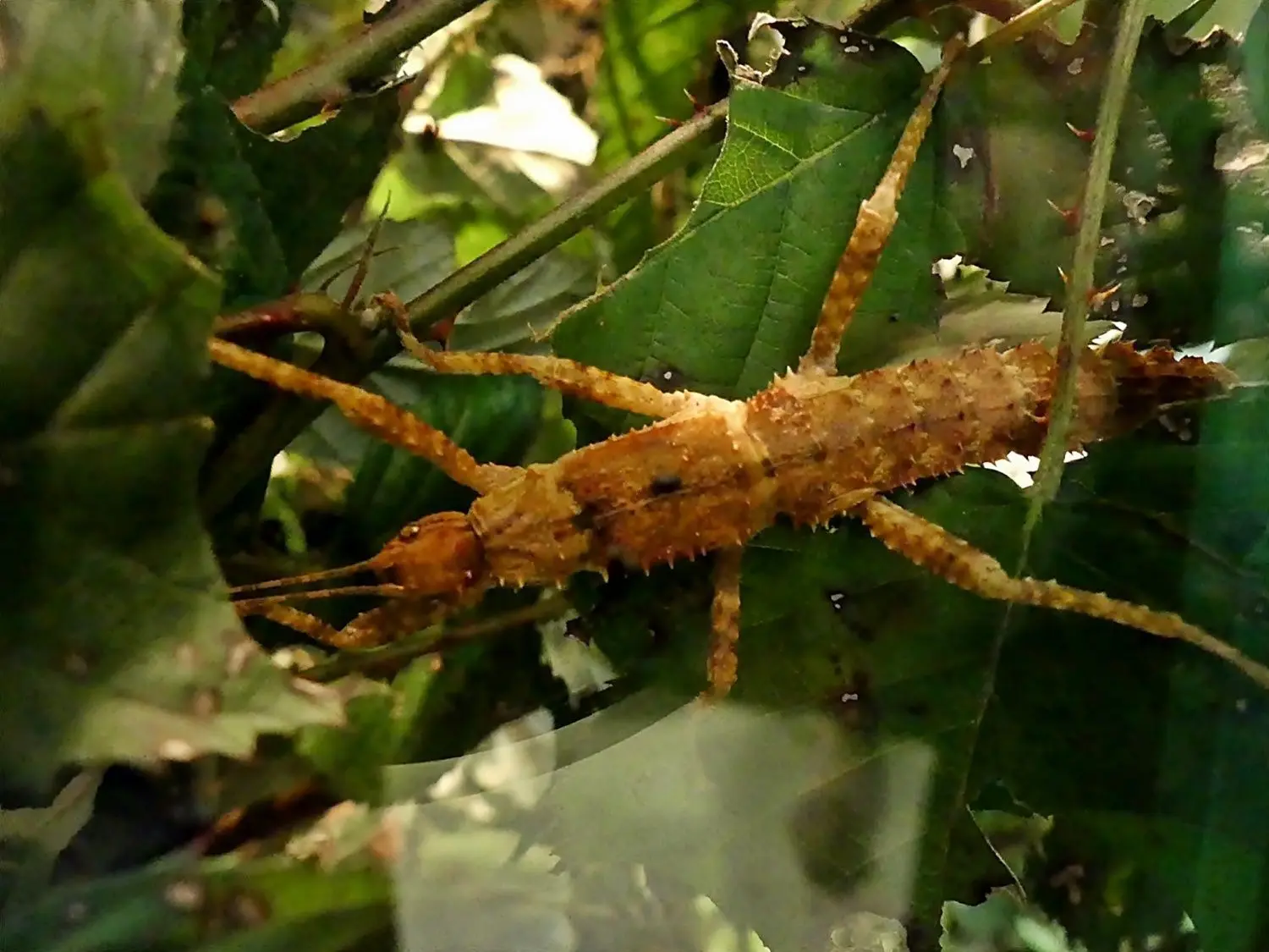 Eine Dorngespenstschrecke in ihrem Terrarium.