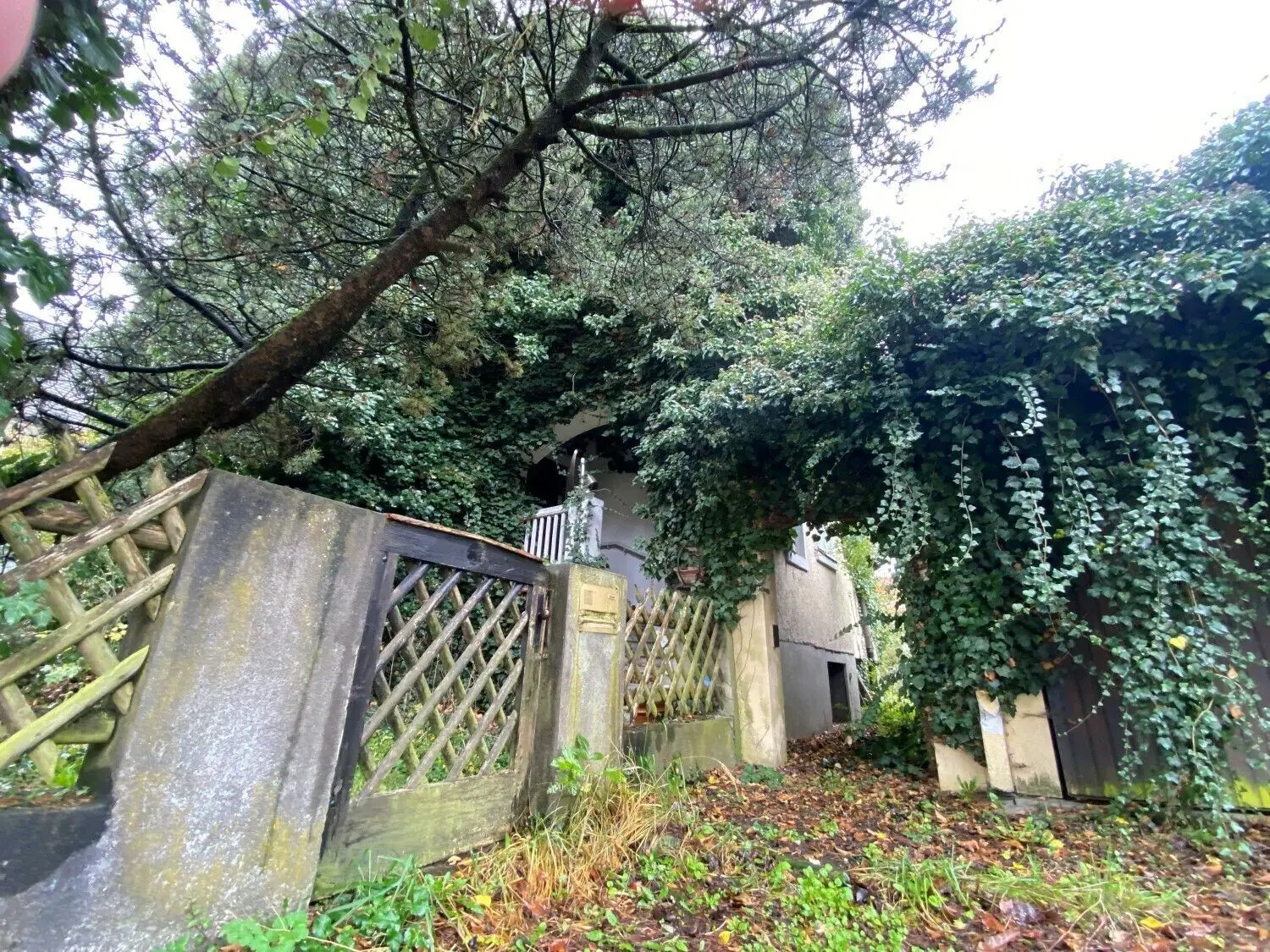 Der Efeu hat die Fassade in Besitz genommen, im Garten des leer stehenden Hauses in der Georgstraße steht das Gestrüpp meterhoch, die Treppe zum Eingang ist verwittert. ⇥