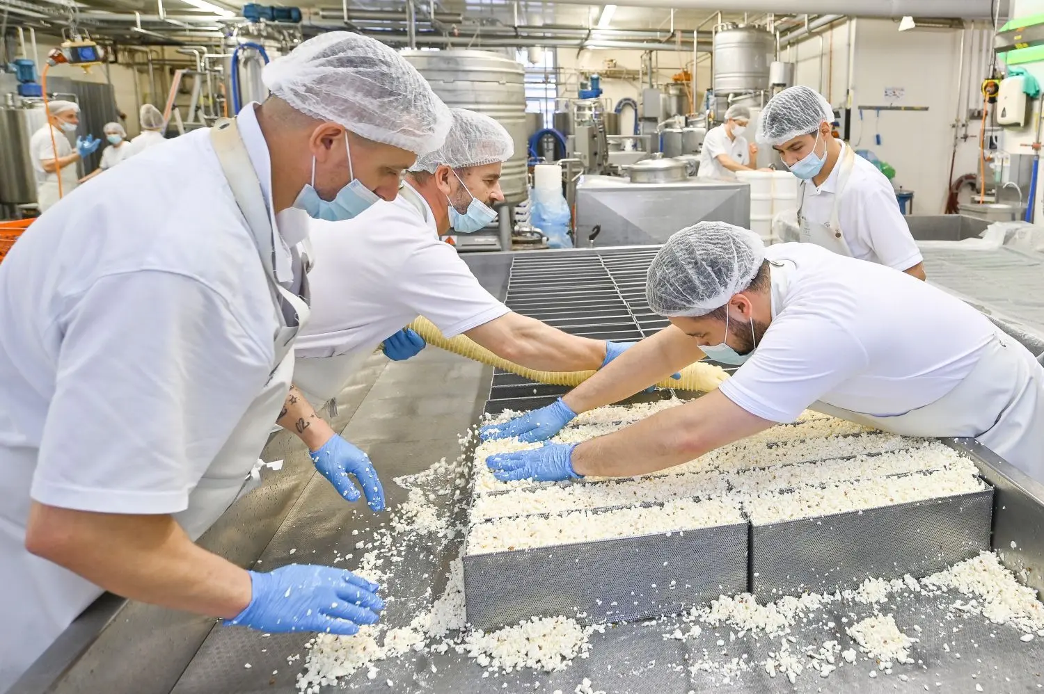 Bei der Produktion müssen die Mitarbeiter anpacken, um den Käse in Form zu bringen.