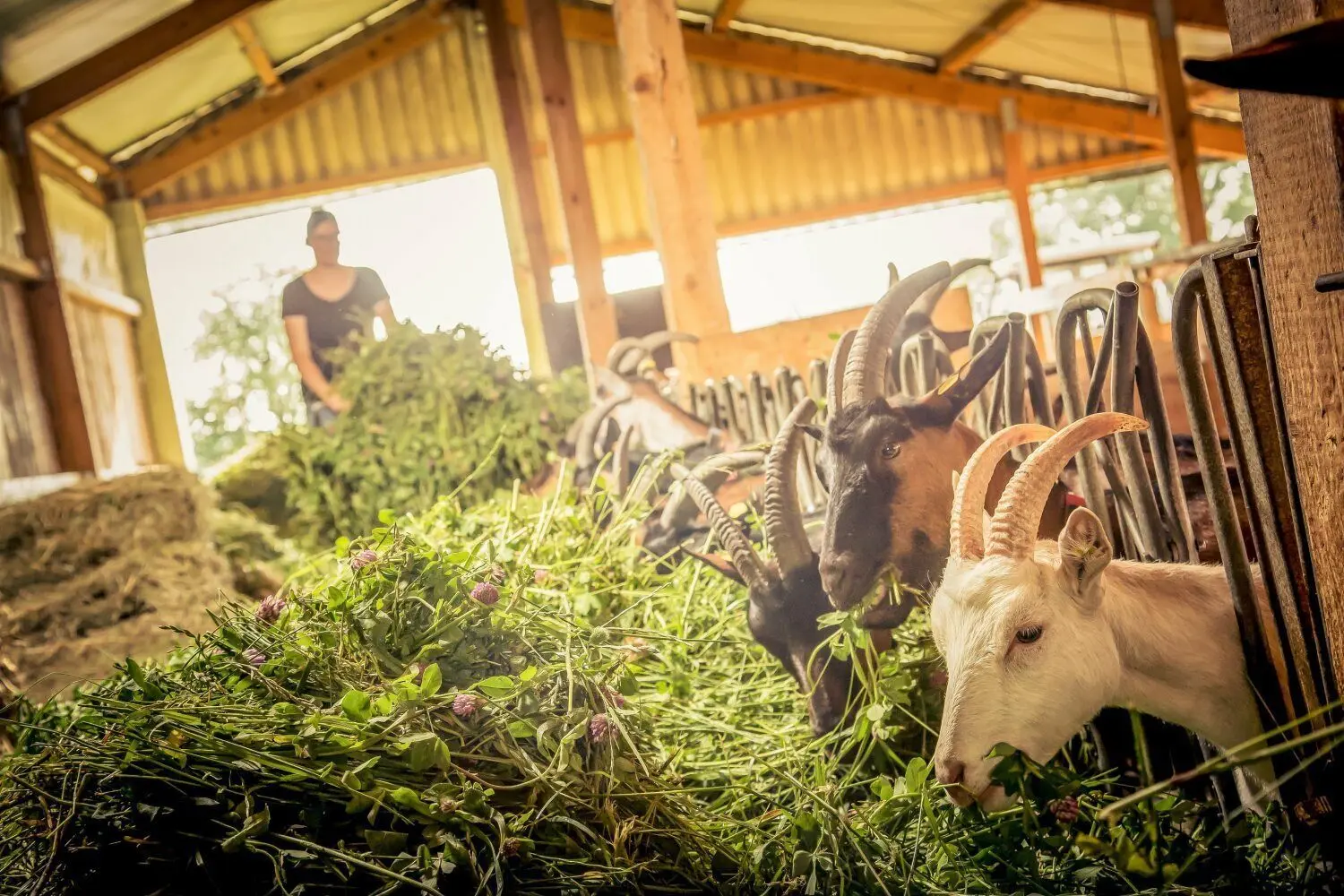 Eine tiergerechte Haltung ihrer Ziegen ist für die Familie Dietz selbstverständlich. Das Futter für die Ziegen, deren Milch für den Bio-Käse verwendet wird, wird selbst produziert und geerntet. ⇥