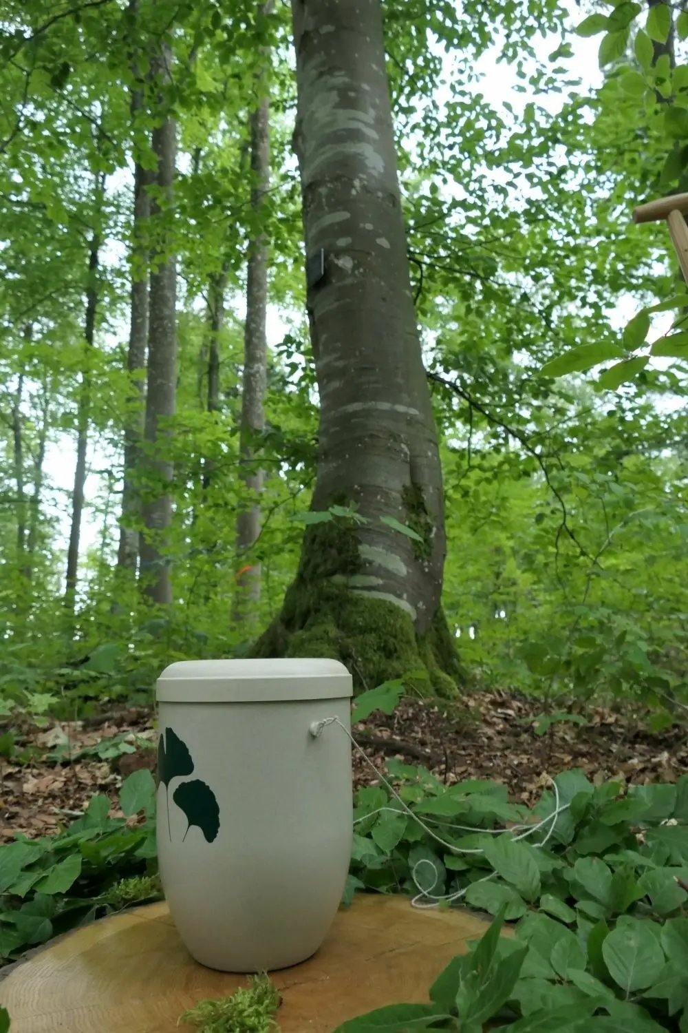 Der Friedwald Blaubeuren ist eröffnet. Nächste Woche findet die erste Urnen-Beisetzung statt.
