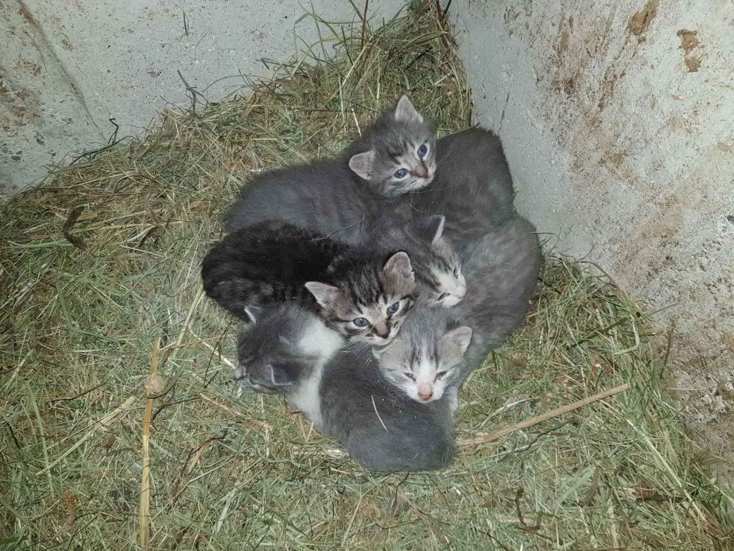 Diese fünf Kitten hat eine Mutterkatze bei Aichstetten in einen Heuwagen gelegt. Sie wurden nach dem Verkauf in Münzdorf entdeckt und mit der Flasche aufgepäppelt. Inzwischen wurde auch die Mama gefunden. Diese und drei Kleine suchen jetzt ein neues Zuhause.⇥