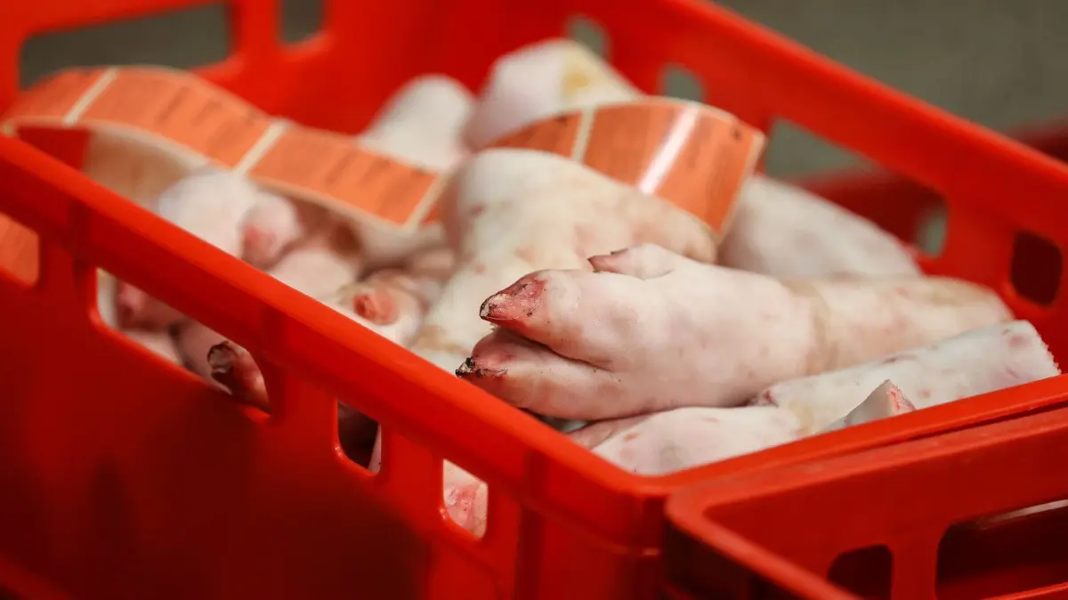 Schweinefüße liegen in einer Kiste in einem Schlachtbetrieb.
28.09.2020, Sachsen, Belgern-Schildau: Schweinefüße liegen in einer Kiste im Schlachtbetrieb der Emil Färber GmbH. Am gleichen Tag besuchte der sächsische Wirtschaftsminister dieses und zwei weitere Unternehmen, um sich über Maßnahmen zum Arbeitsschutz zu informieren. Das schon zu normalen Zeiten wichtige Thema erhält in Zeiten der Corona-Pandemie zusätzliche Bedeutung. Der Schlachtbetrieb beschäftigt fast 100 Mitarbeiter aus der Region und produziert pro Woche 160 Tonnen Schweine- und 40 Tonnen Rindfleisch. Foto: Jan Woitas/dpa-Zentralbild/dpa +++ dpa-Bildfunk +++