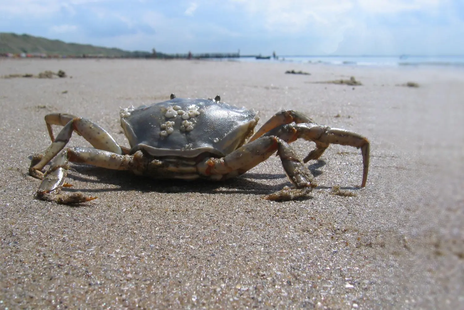Zimmer mit Aussicht: Eine Strandkrabbe unterwegs auf sandigen Weiten.⇥
