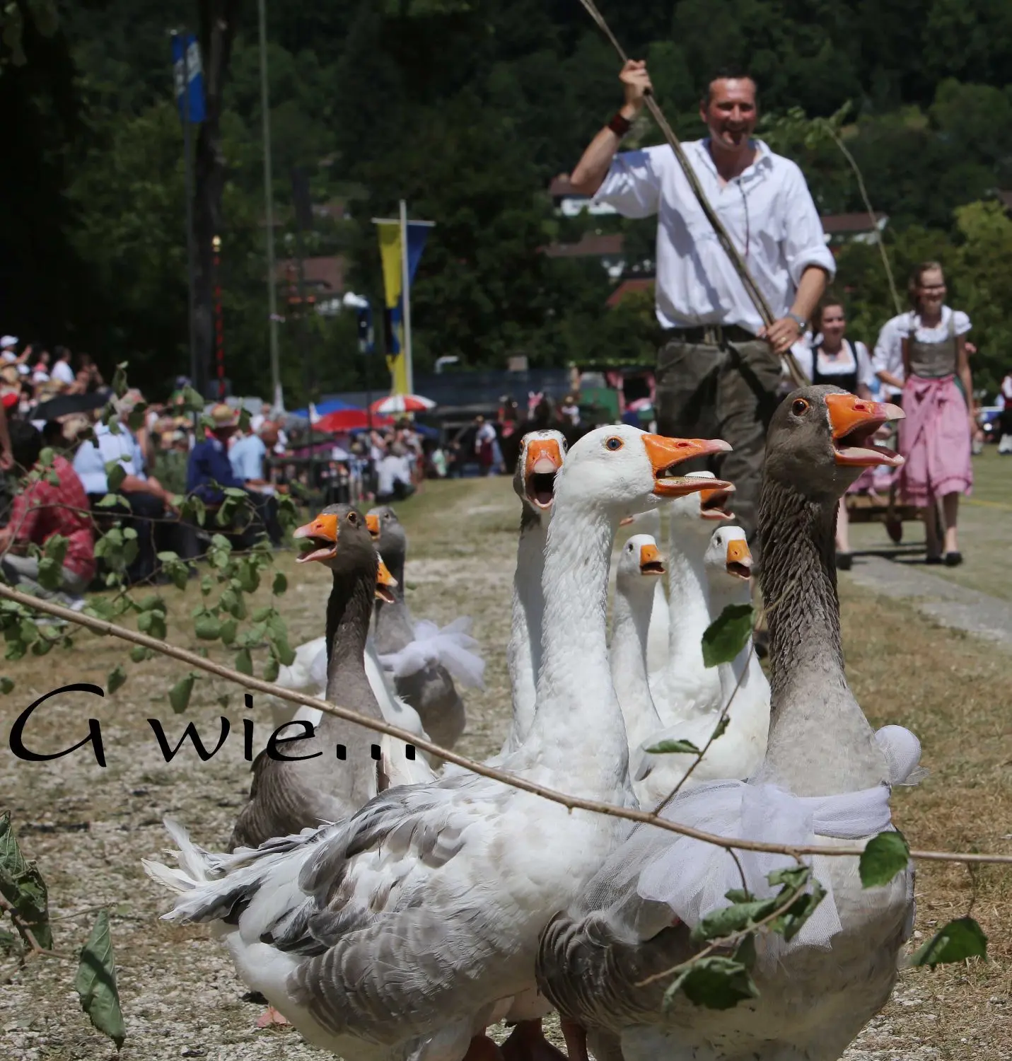 G wie... Gänse.