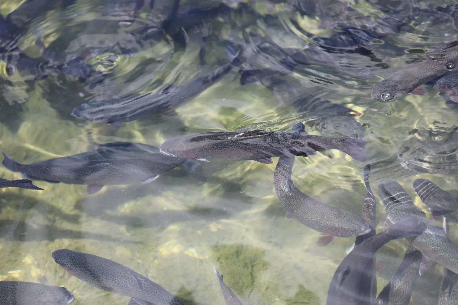 Unter der Wasseroberfläche glitzern die Schuppen: Je nach Größe schwimmen die Fische in unterschiedlichen Teichen.