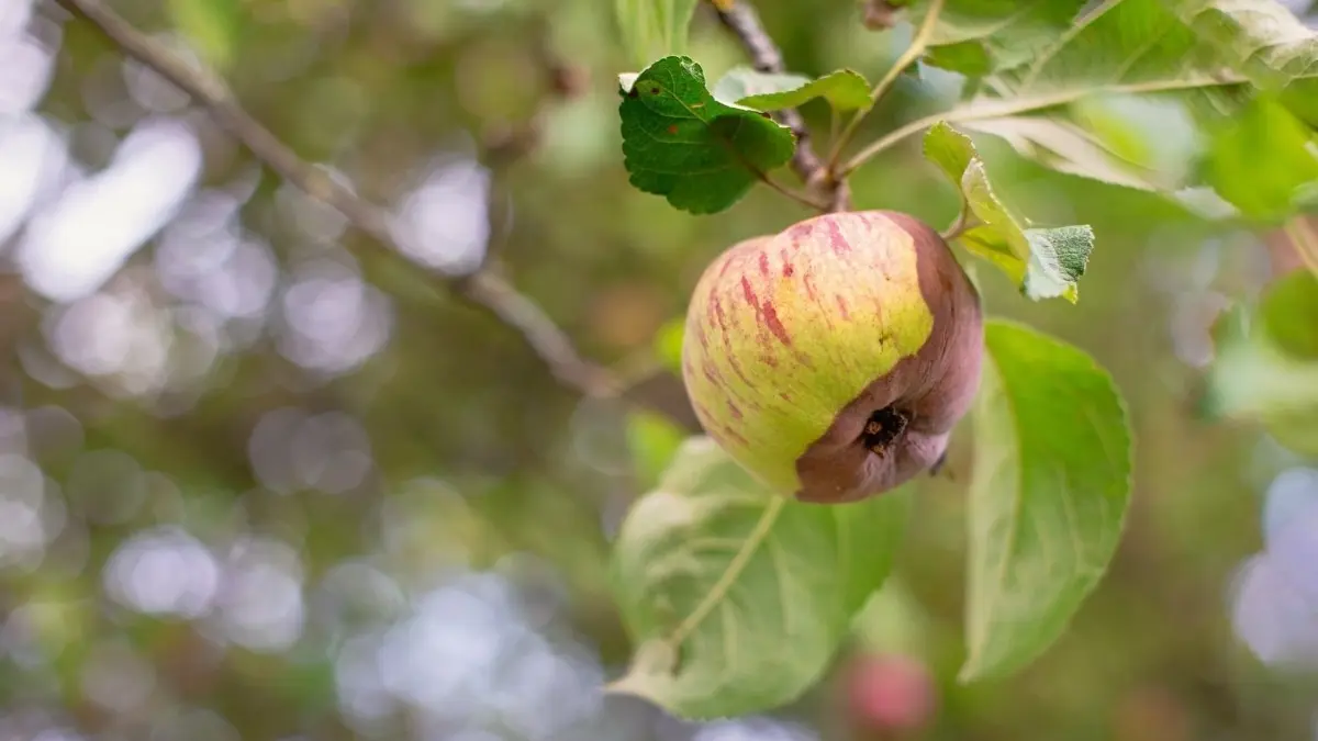Das sieht dieses Jahr nicht gerade nach einer reichen Ernte aus: Später Frost und starke Niederschläge haben den Apfelbäumen in der Region zu schaffen gemacht. In Pfuhl sorgte Hagel für faulende Früchte.⇥
apfel baum apfelbaum krank krankheit faul schadhaft schaden ernte missernte schlecht pilz befall reif apfelernte obst streuobst obsternte
Foto: © olyapon/adobe.stock.com