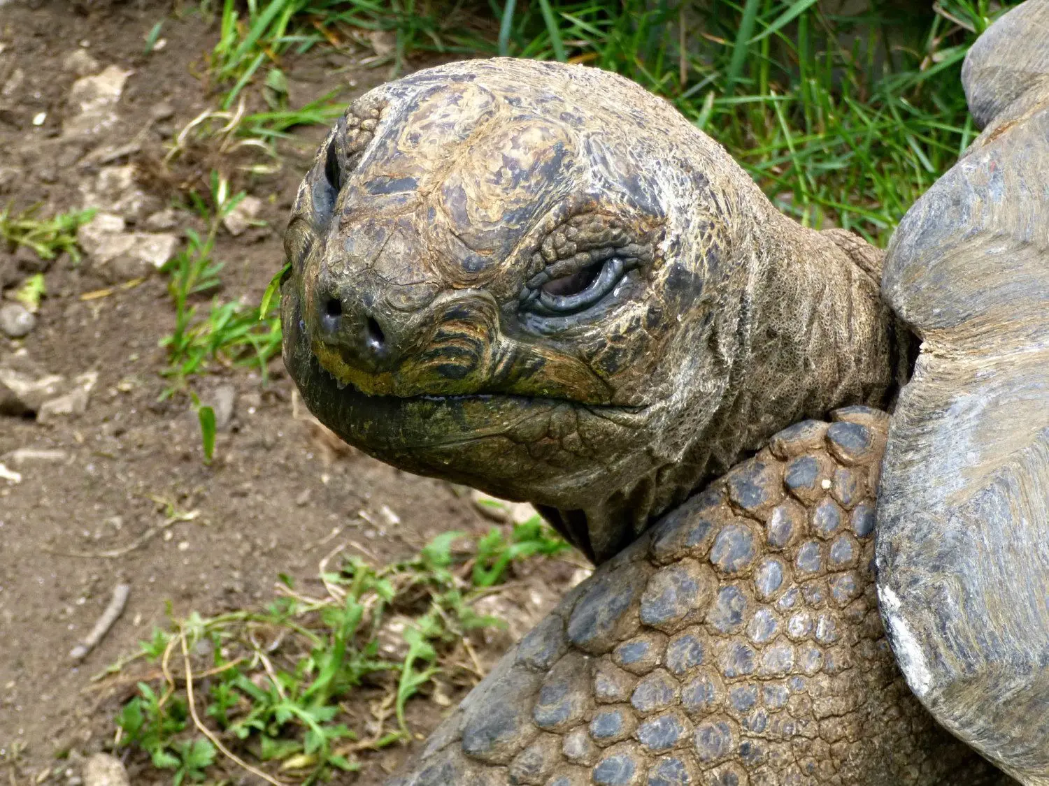 Ein Bewohner des Reptilienzoos in Schwaighofen.