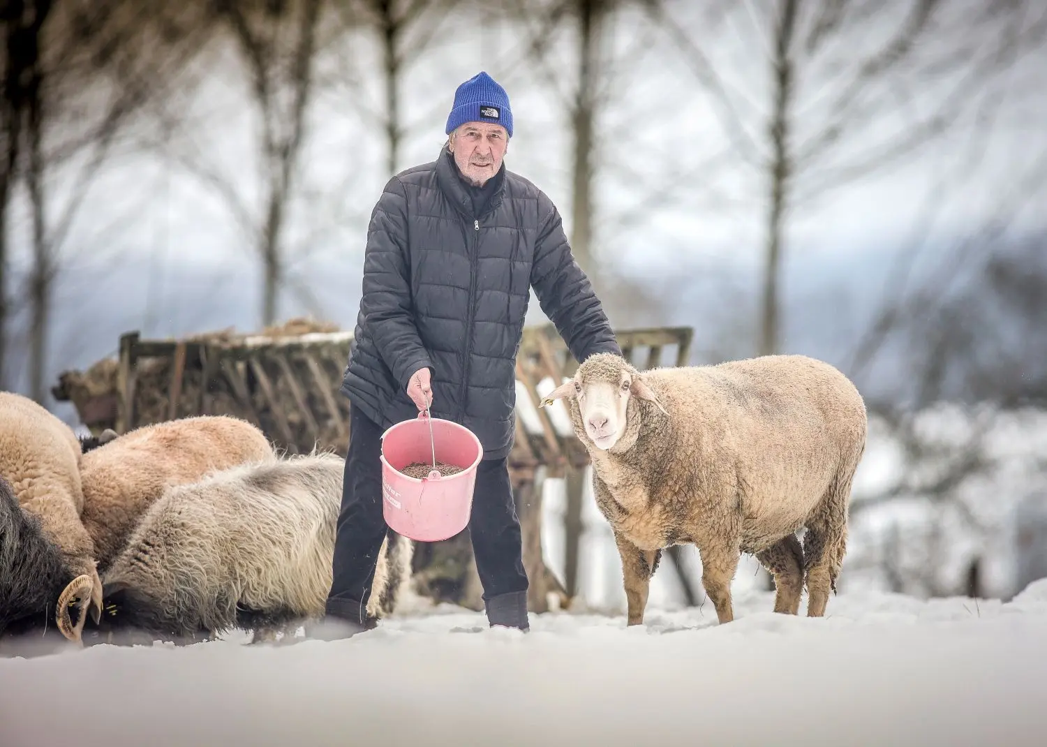 Im Winter können es die Schafe auf dem Buchberg bei Steinheim kaum abwarten, bis Futter kommt. Micha will nicht von Horst Widders Seite weichen.⇥