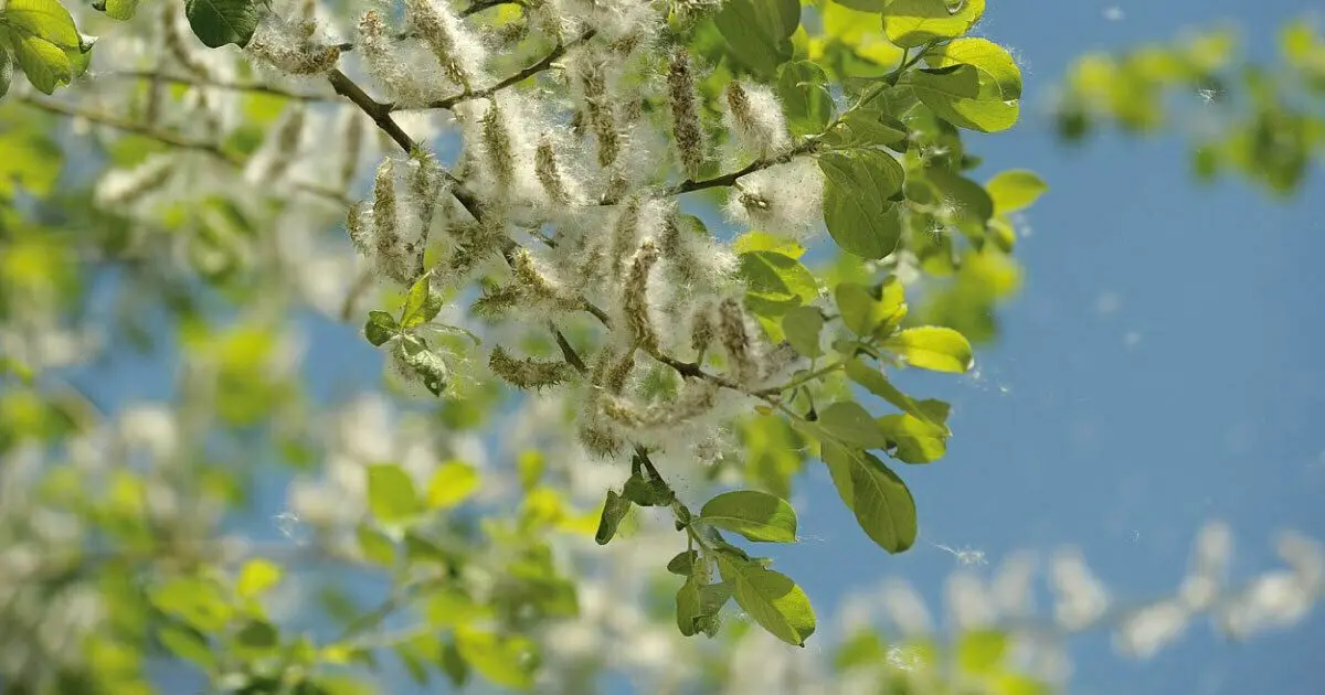 Viele Allergiker leiden aktuell am starken Pollenflug. Doch welche Pollen sind gerade in der Luft? Der Pollenflugkalender hilft.
