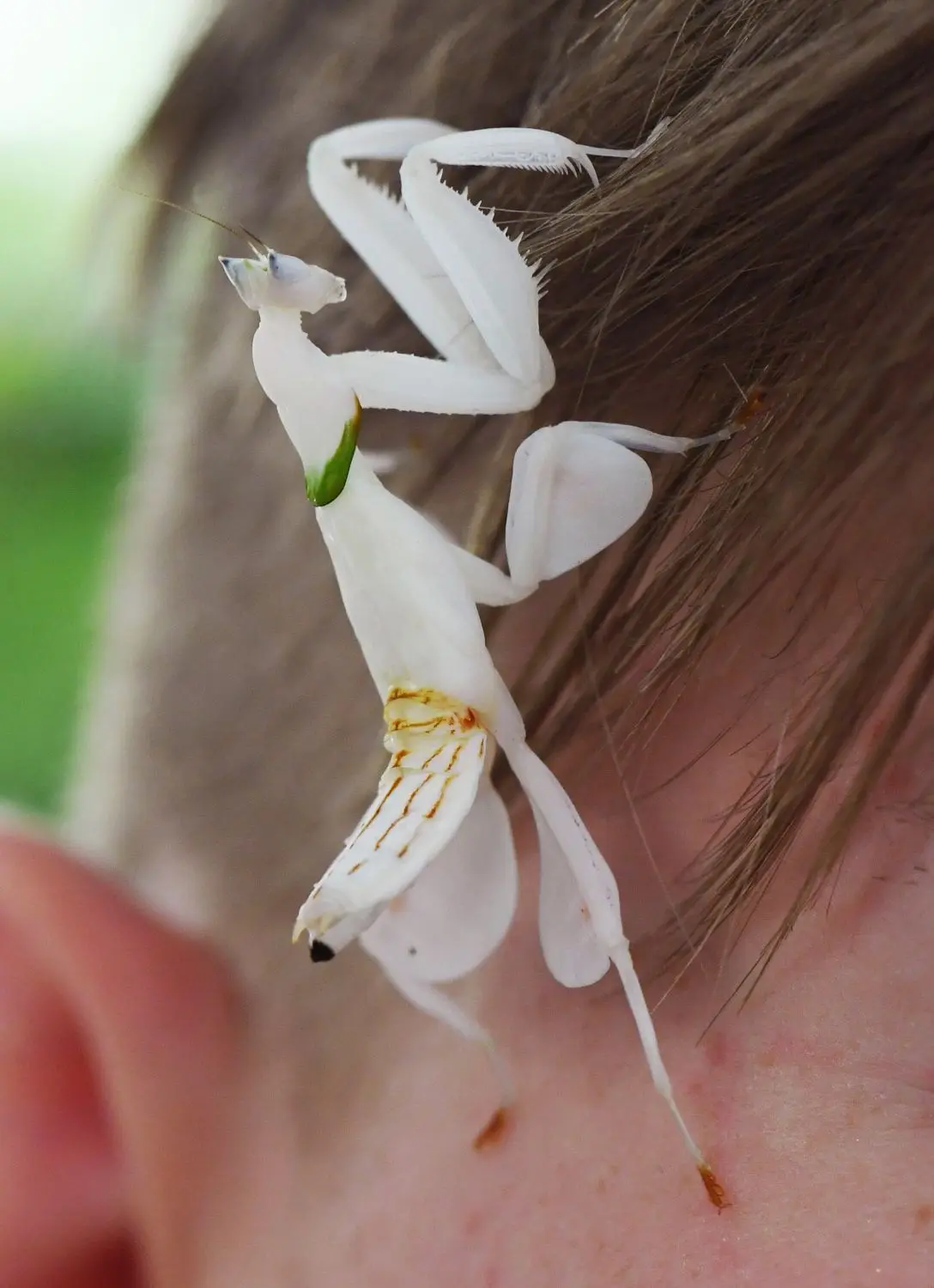 Insektenzüchter Adrian Kozakiewicz ist ein Internet-Star