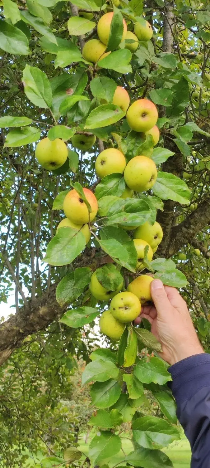 Der sonnige Sommer beschert eine gute Apfelernte. Auf einer Streuobstwiese in Vöhringen sind die Bäume Ende September noch dicht behangen. ⇥