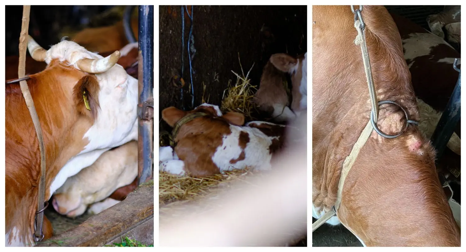 Diese Fotos von Anbindehaltung bei Rindern in einem Stall im Landkreis Neu-Ulm wurden Peta zugespielt. Die Tierschutzorganisation hat die Landwirte bei der Staatsanwaltschaft Memmingen angezeigt.