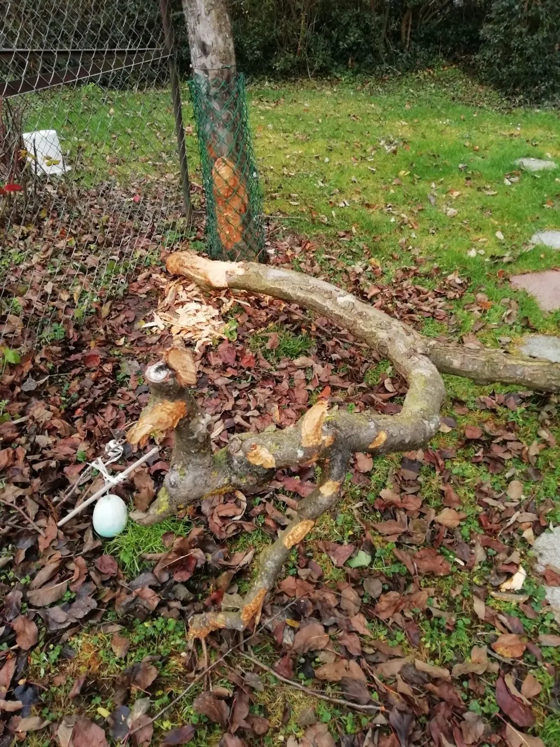 Biber Schaden in  Langenau, eingefangener Biber im Käfig⇥