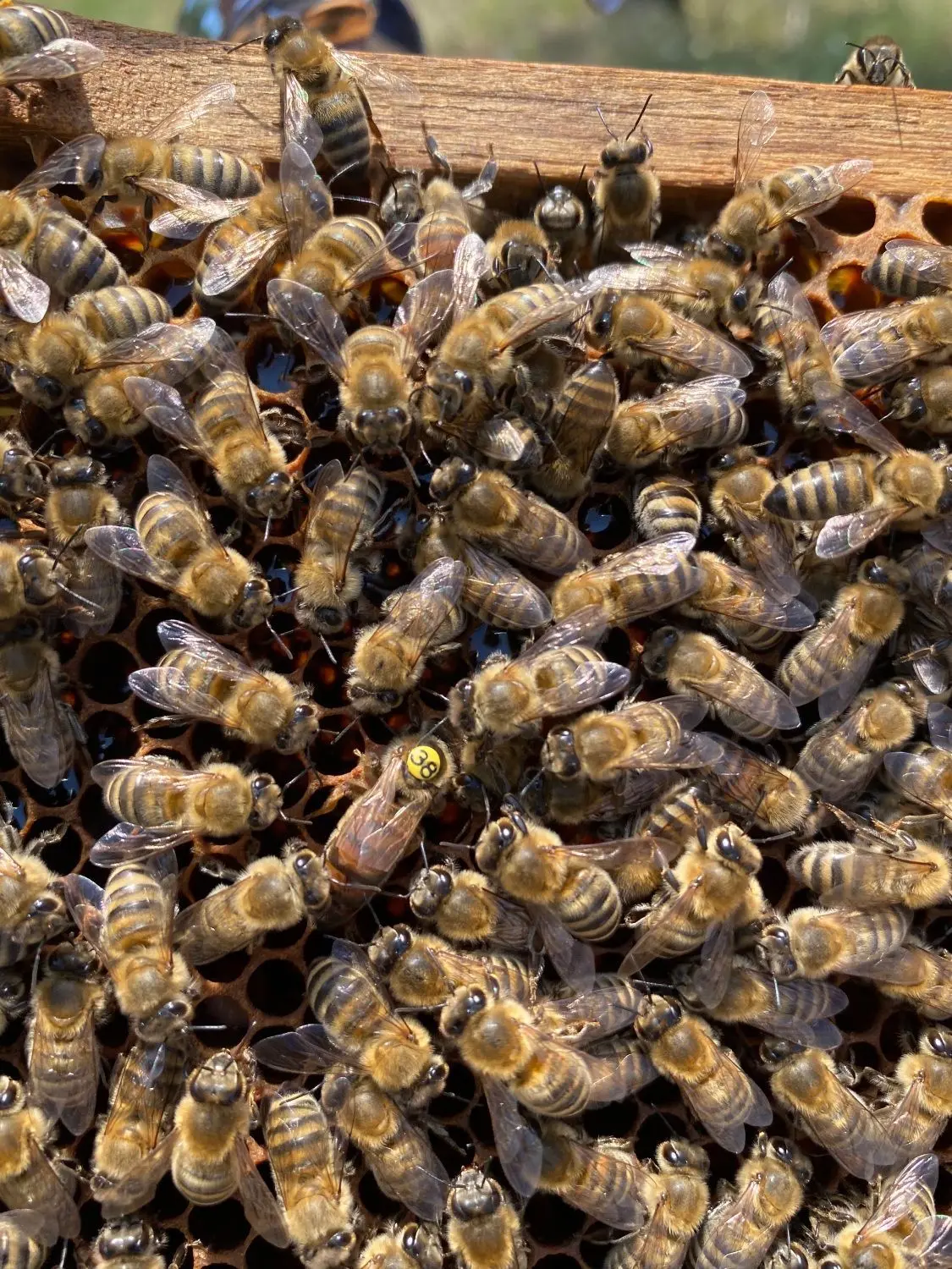 Die Bienenkönigin ist dieses Jahr mit einer gelben Nummer markiert.