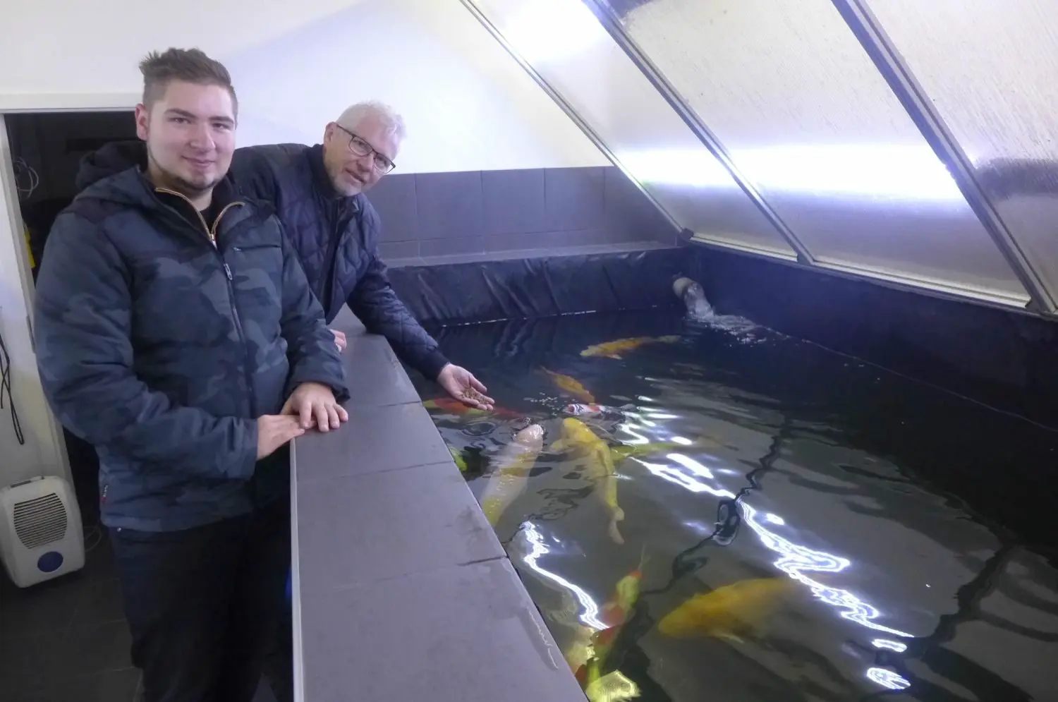 Koizucht im AlbDonauKreis Schwäbische Kois für den heimischen Teich