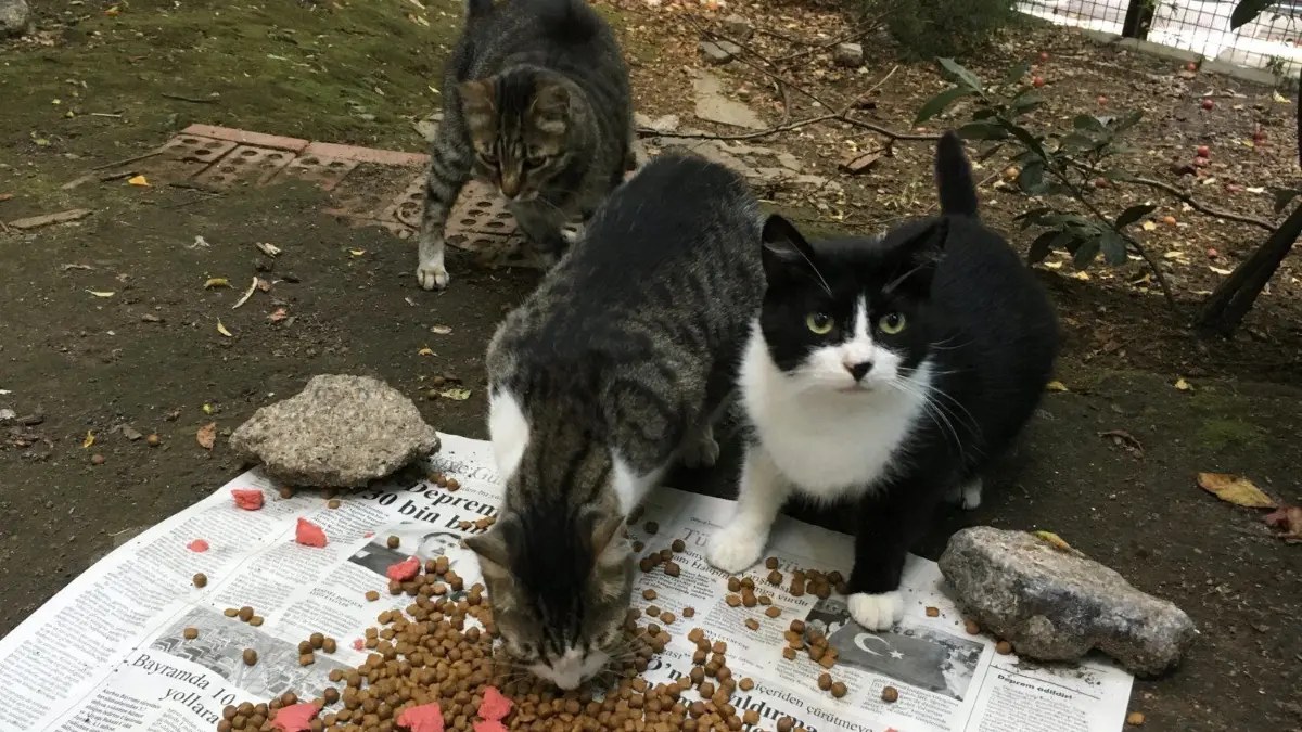 ... Deshalb regt der Tierschutzverein Lübben an, alle Katzen, die aus dem Haus dürfen, zu kastrieren oder sterilisieren – also zeugungsunfähig zu machen (Symbolbild).
18.08.2019, Türkei, Istanbul: Katzen fressen Futter, das ihnen "Tante Leyla" im Stadtviertel Tophane auf eine Zeitung gelegt hat. Die 65-Jährige füttert seit 35 Jahren Katzen, oft zwei bis drei Mal am Tag. Istanbul ist bekannt für die große Zahl von Straßenkatzen. (zu dpa-Korr "Die Türkei und die Tierliebe - Mehr Schutz für Millionen Streuner?") Foto: Christine-Felice Röhrs/dpa +++ dpa-Bildfunk +++ | Verwendung weltweit