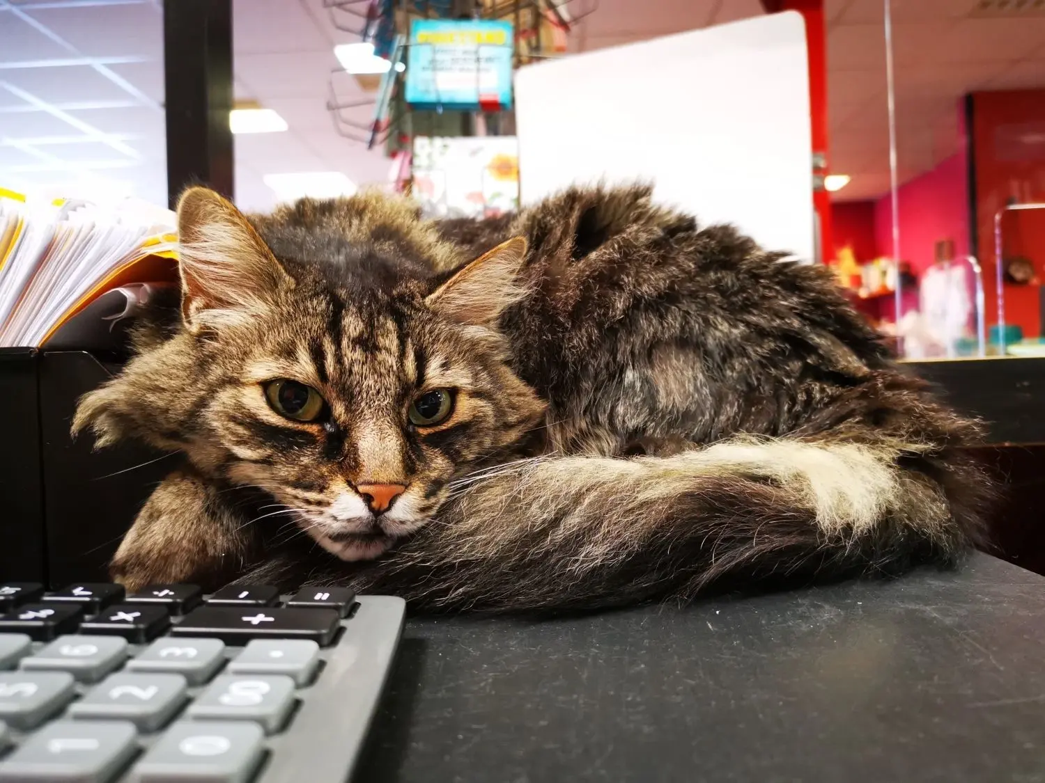 Wolle macht es sich auf der Tastatur bequem.