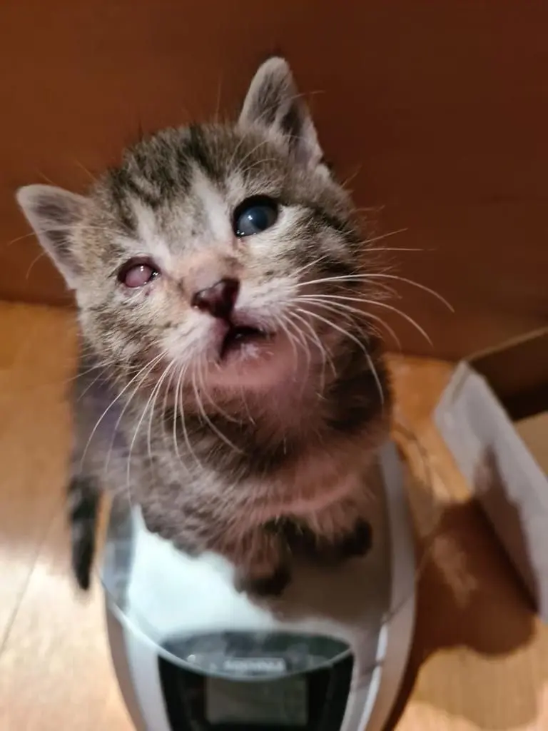 Zwölf kranke Katzenbabys wurden in Steinhilben gesichert, vier sind gestorben. ⇥