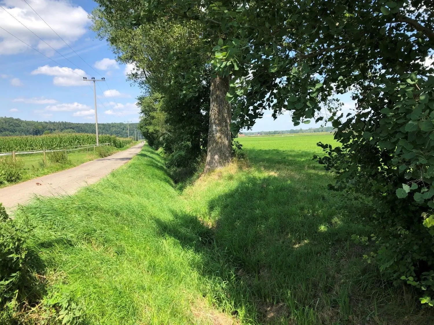 Kann ein sauber gemähter und breiter Riedgraben verhindern, dass Grundwasser ansteigt? Landwirte sagen Ja, ein Gutachten widerspricht. ⇥