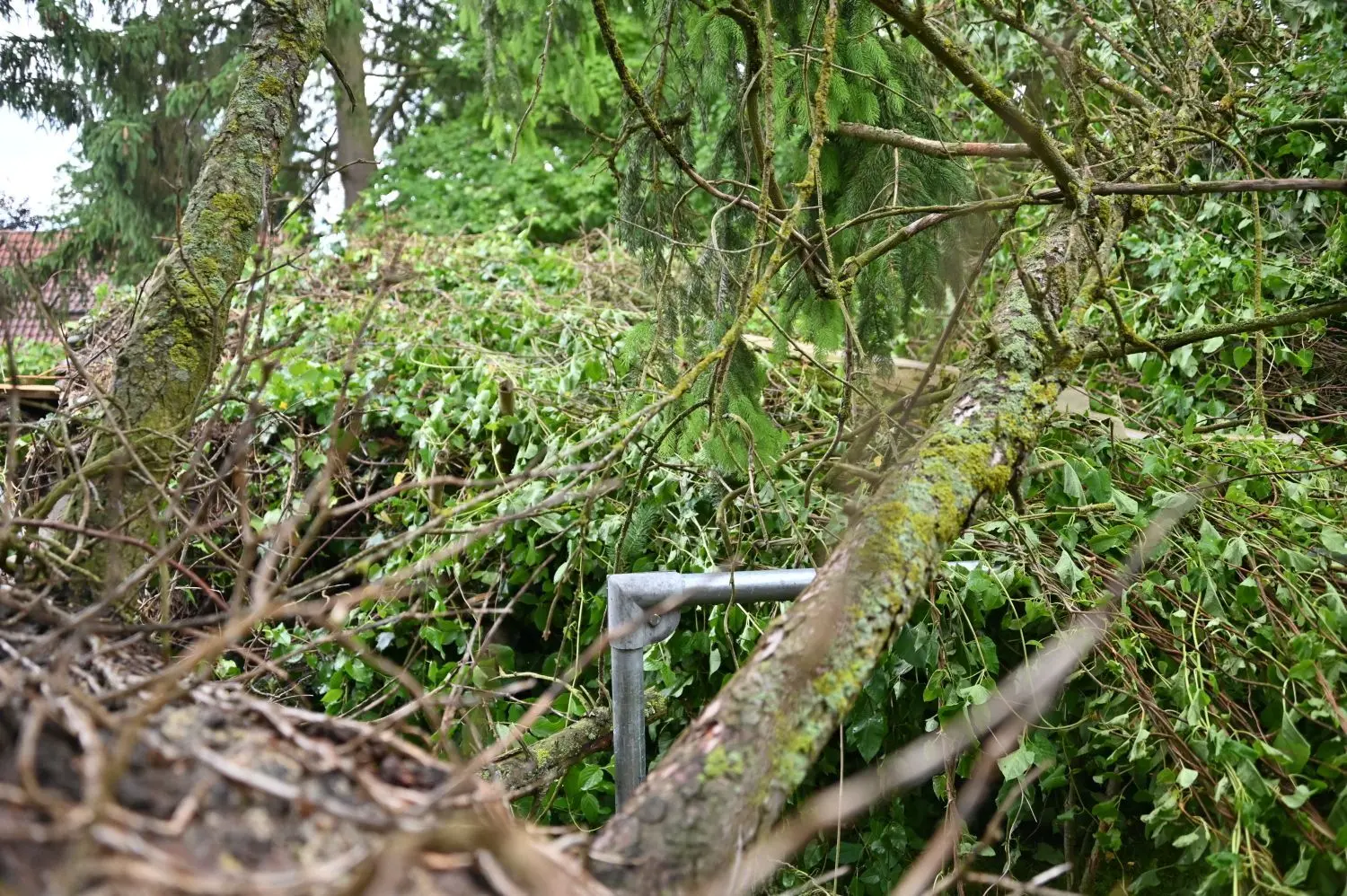 Glück im Unglück: Der tonnenschwere Baum landete zentimetergenau zwischen Straßenlaternen und Brückengeländer.