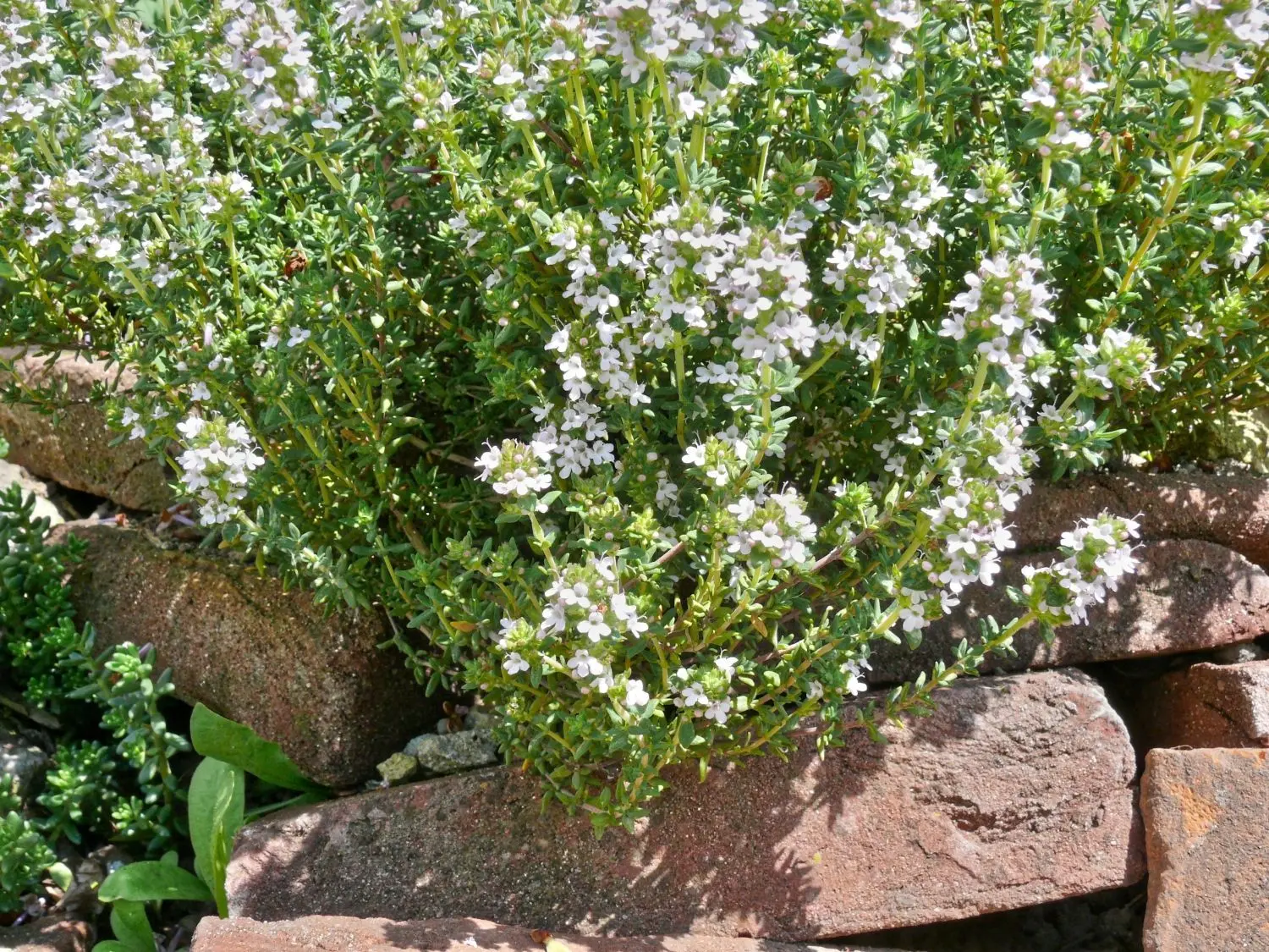 Genügsamer Gartenschmuck: weißer Thymian. Doch auch als Heilpflanze hilft Thymian gegen viele Krankheiten. Es lohnt sich also mehr über das interessante Kraut zu erfahren.