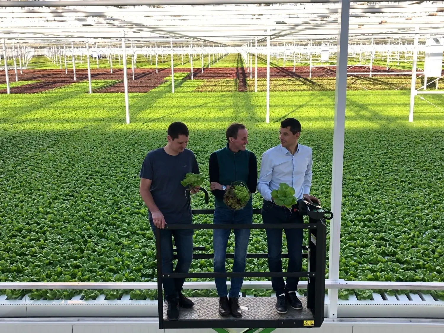 Salat soweit das Auge reicht: In einem neuen Gewächshaus der Firma Scherzer in Waldeck gibt es seit Dezember neben Gurken und Tomaten auch Salat. Andreas (links) und Stefan Scherzer (rechts) haben Oberbürgermeister Christoph Hammer nach Waldeck eingeladen und ihm die neue Anlage gezeigt.