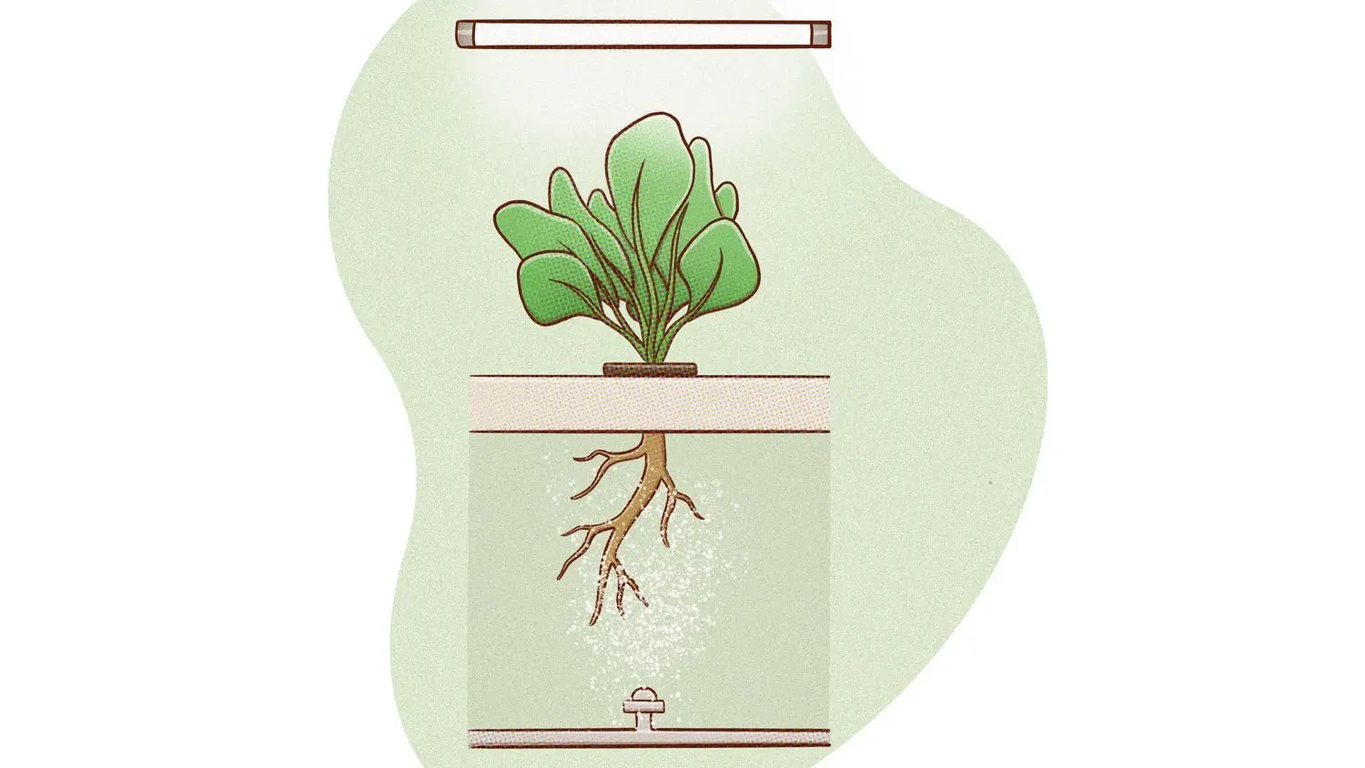 So wächst Gemüse auch im geschlossenen Raum und ohne einen Krümel Erde: Von oben kommt Licht von einer Tageslicht-Lampe, von unten Wasser und Nährstoffe.⇥⇥